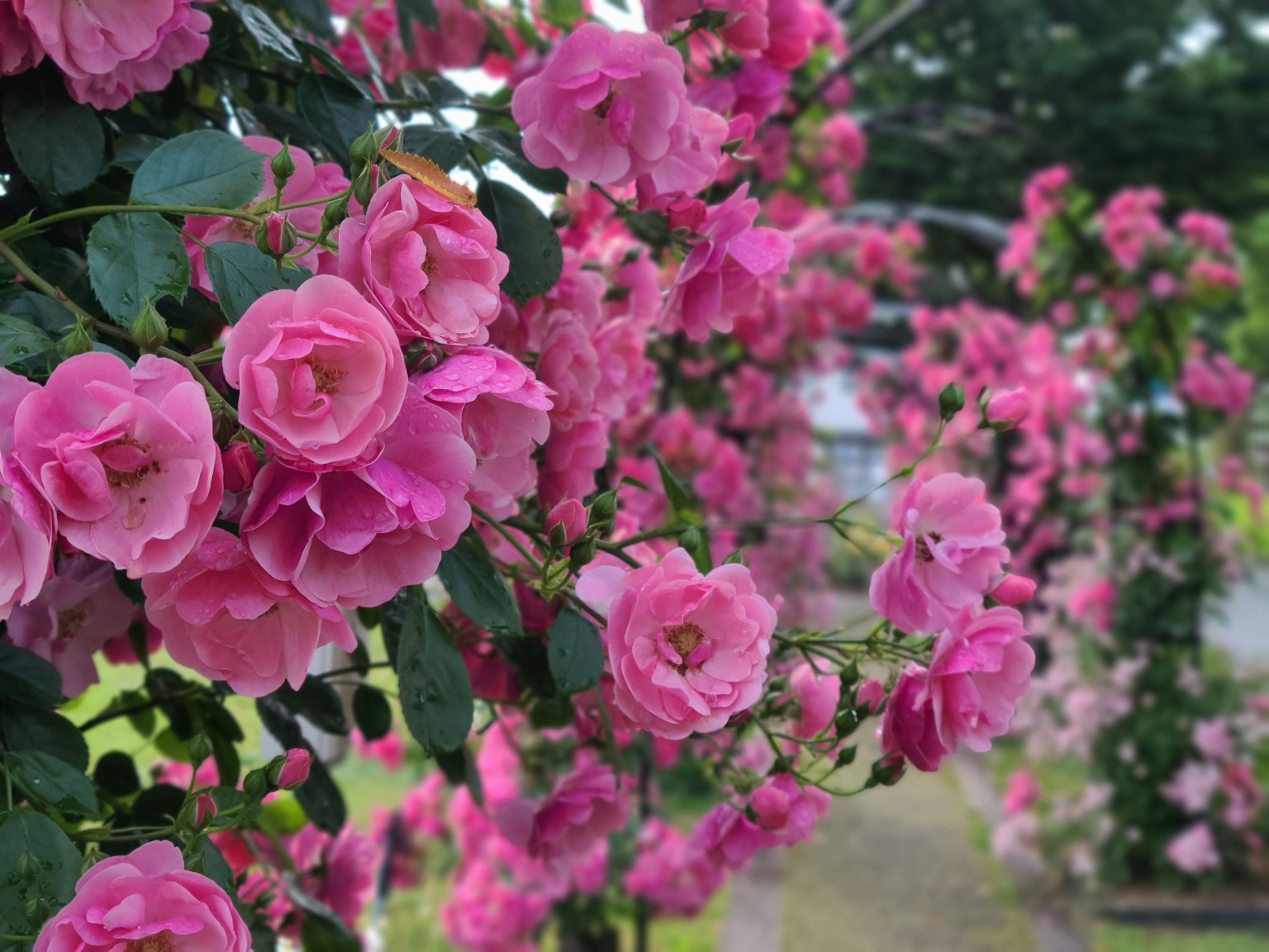 A beautiful scene of blooming pink roses