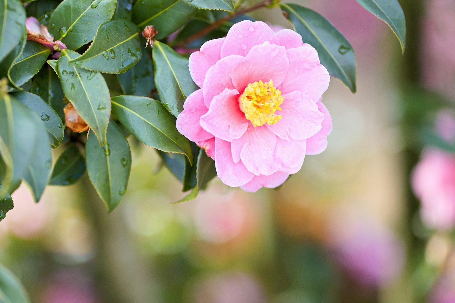 Một bông hoa trà hồng bao quanh bởi lá xanh