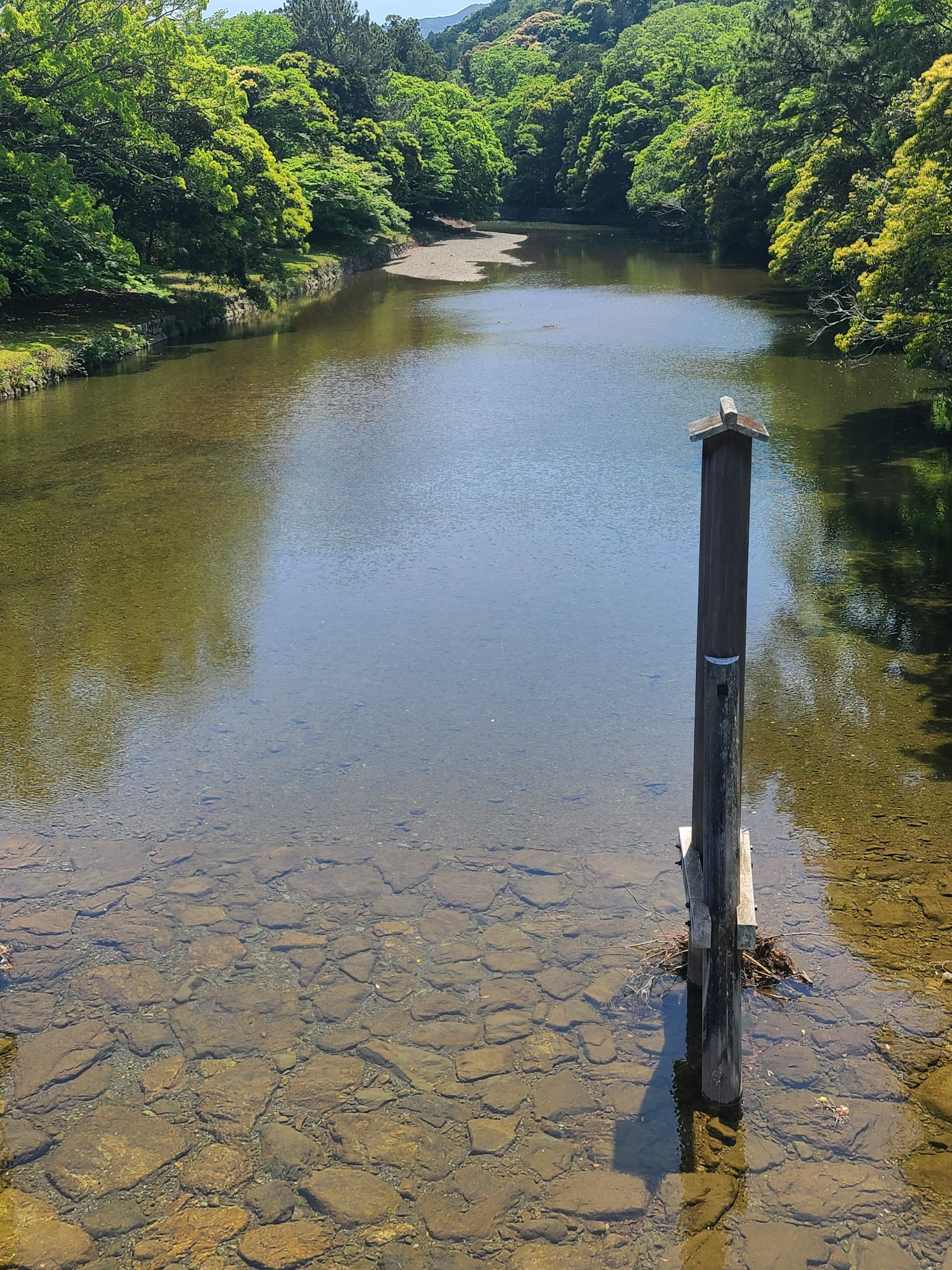 Paesaggio fluviale tranquillo con alberi verdi e superficie d'acqua chiara con un palo di legno al centro