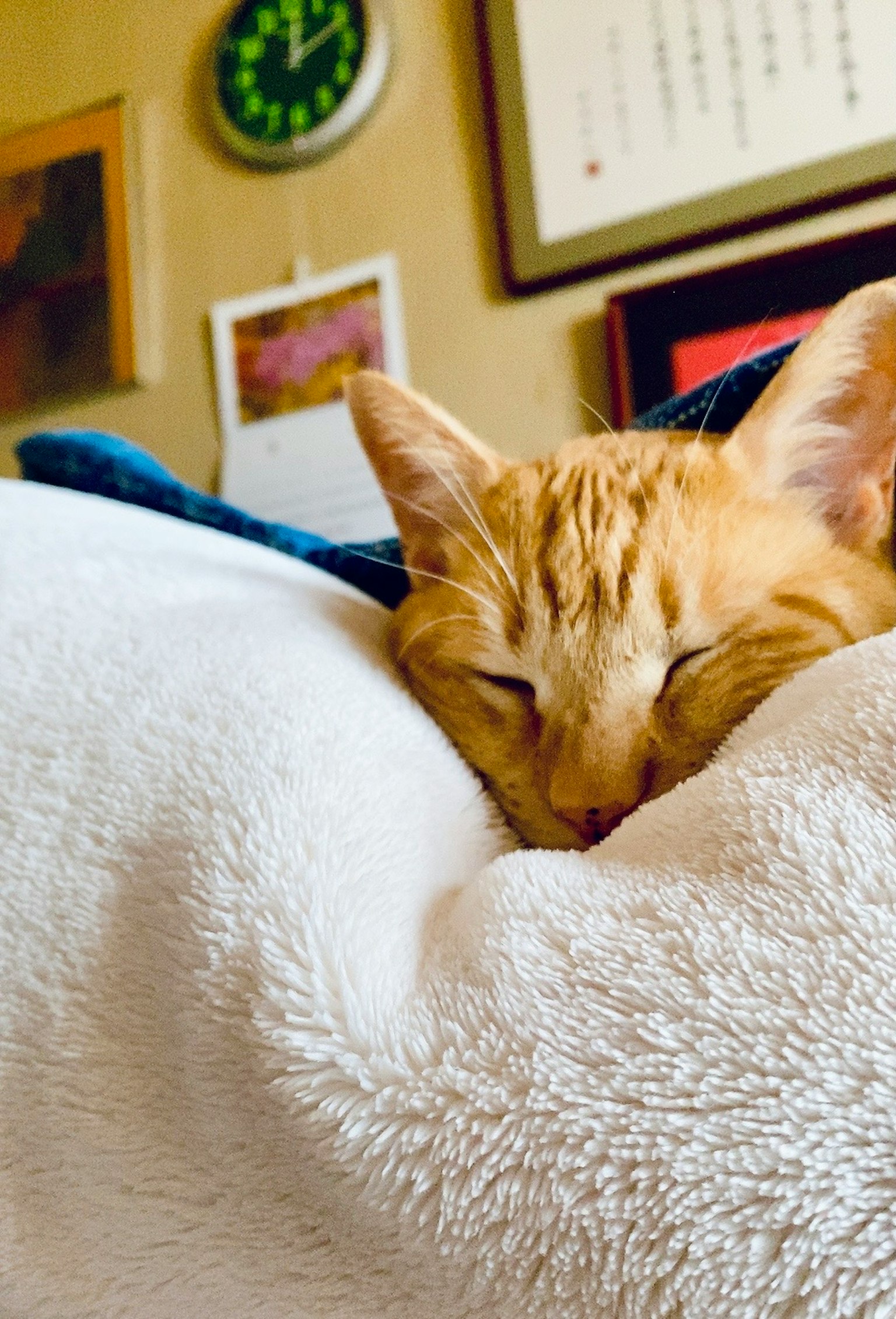 Oranger Kater schläft auf einer weißen Decke