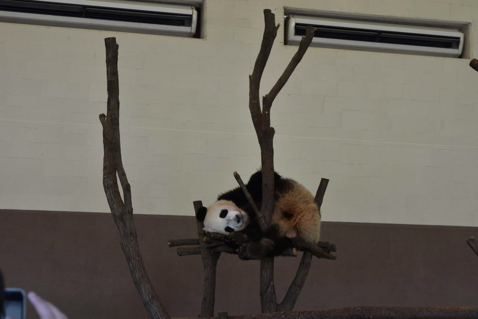 Panda beristirahat di atas cabang pohon dengan ekspresi santai
