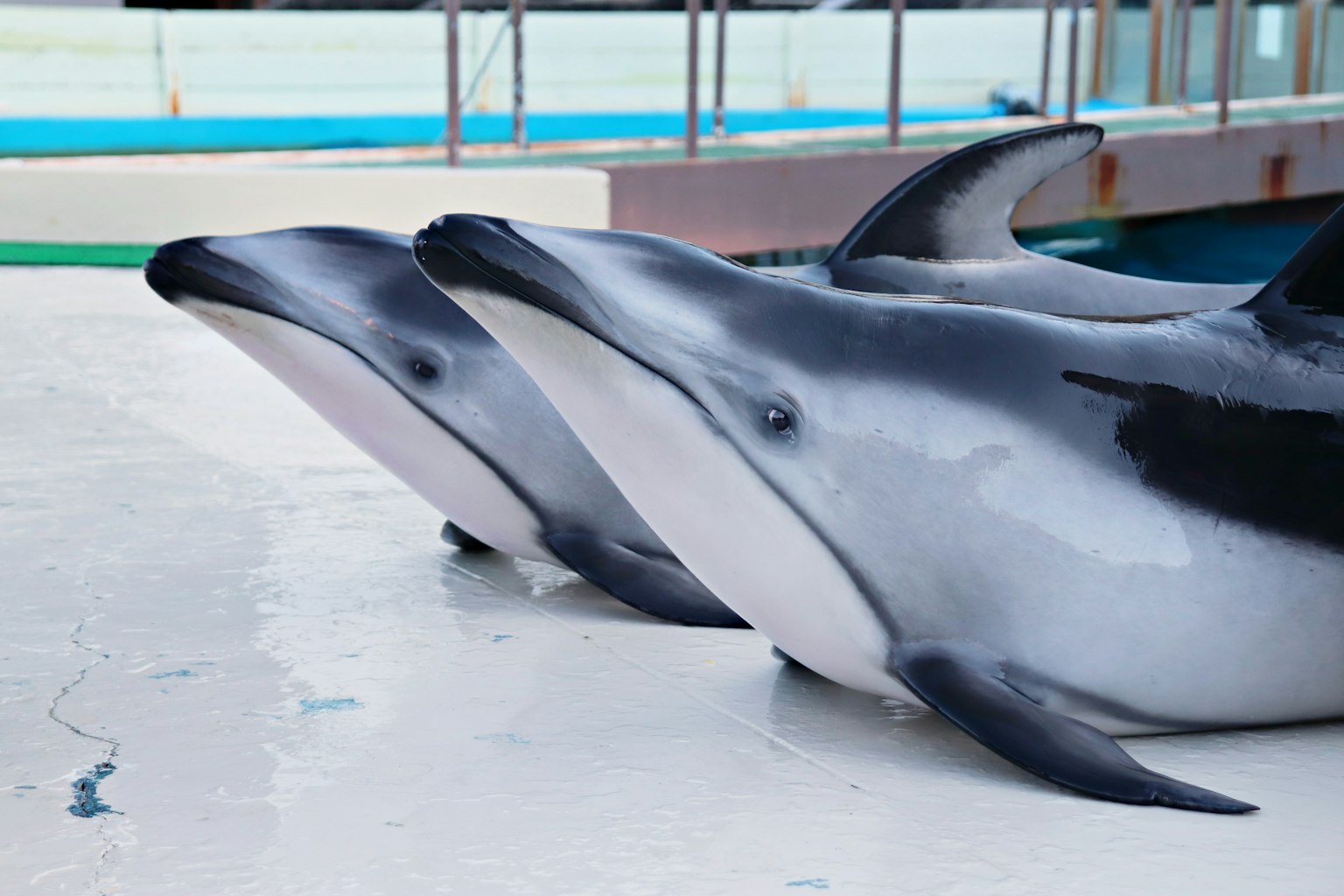 Due delfini posizionati vicino al bordo dell'acqua