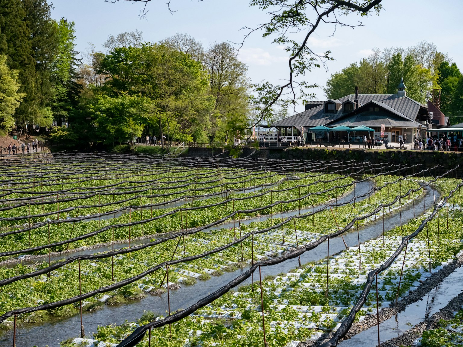 Scenic view of lush water fields with a building in the background