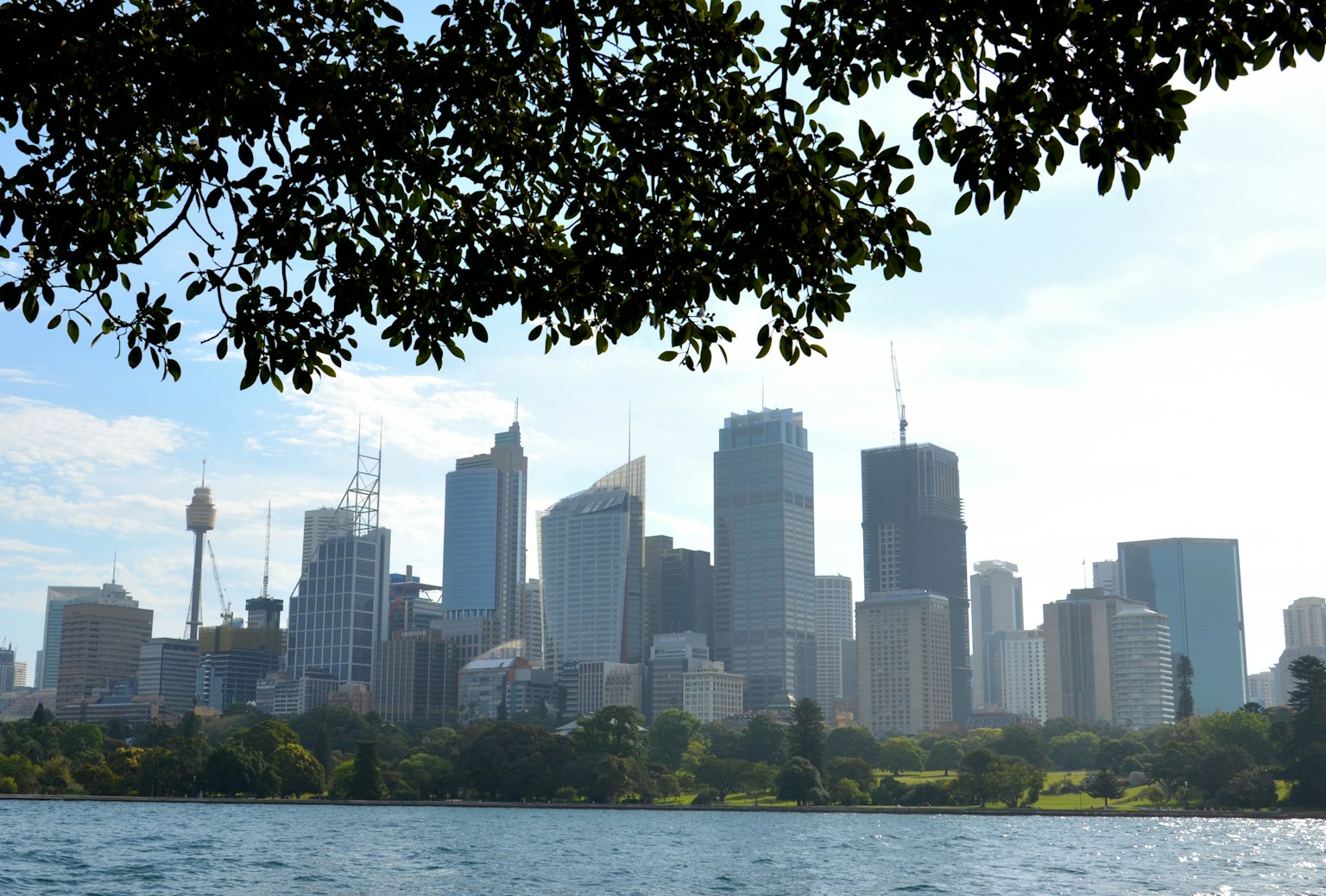 Pemandangan skyline Sydney dari air dengan pohon di latar depan