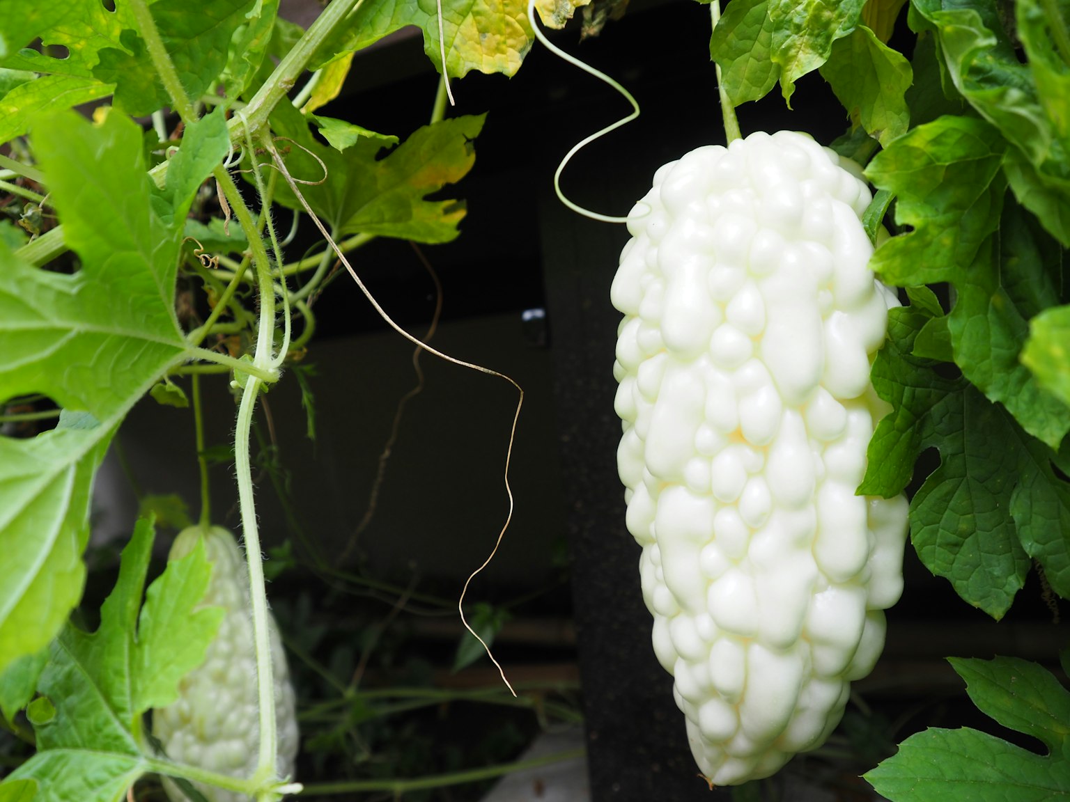 Un melone amaro bianco appeso tra foglie verdi