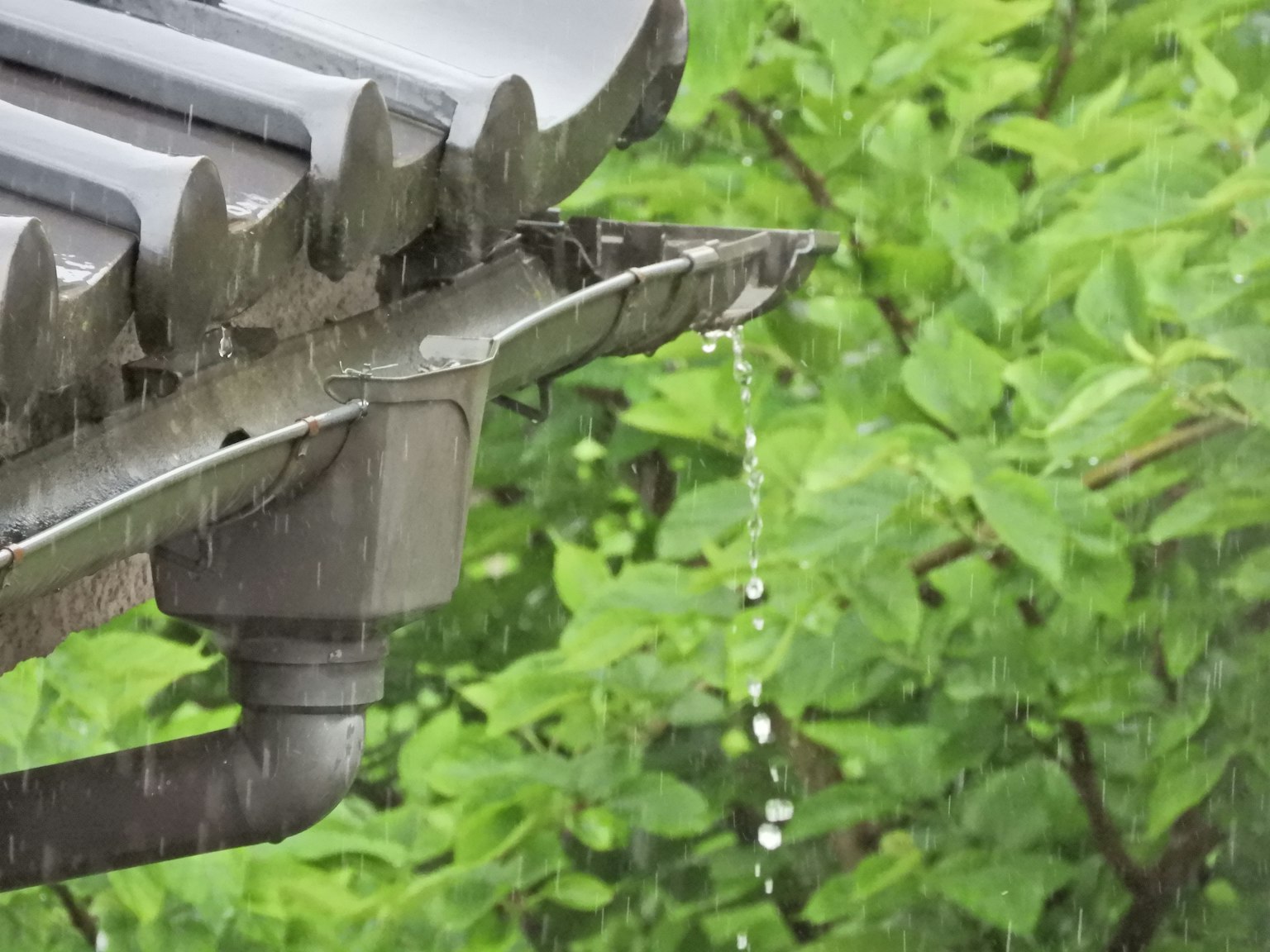 雨水从屋顶排水沟流出，背景是绿色的叶子