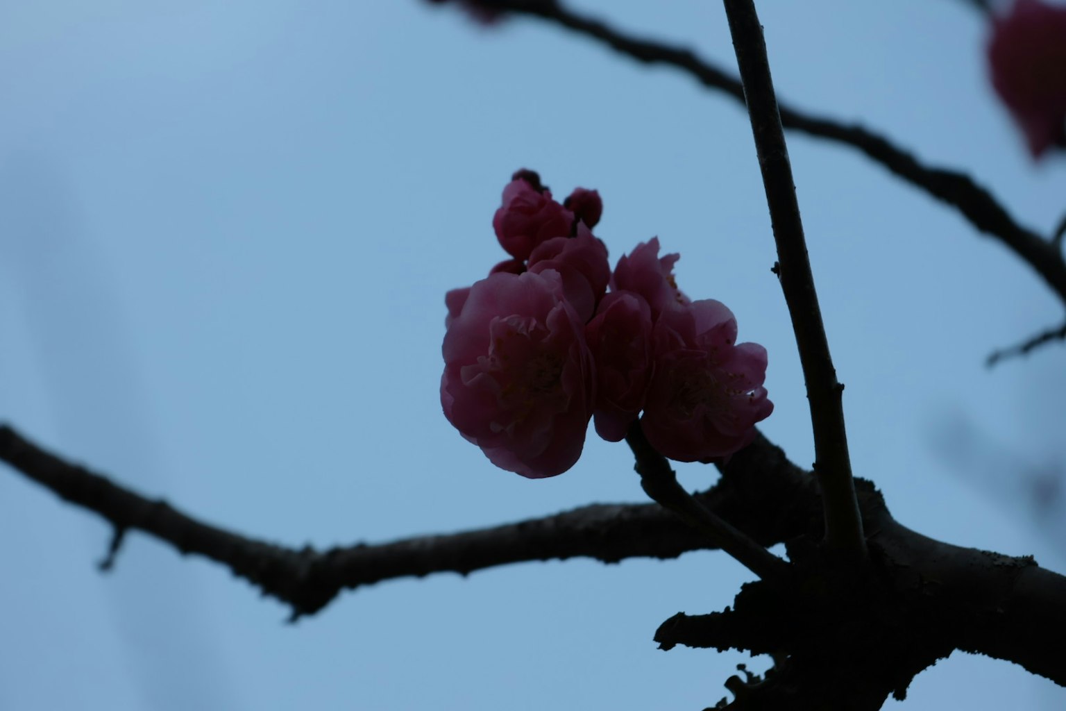 在昏暗天空下的粉色花朵的树枝