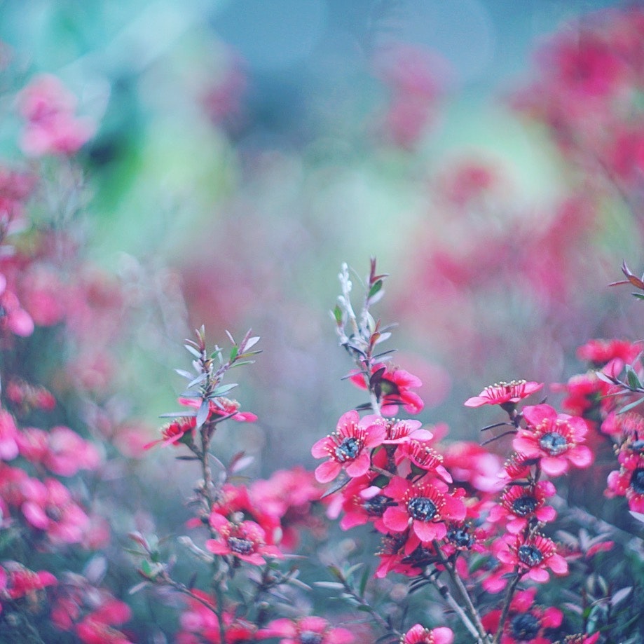 ピンクの花が咲く草花の群生