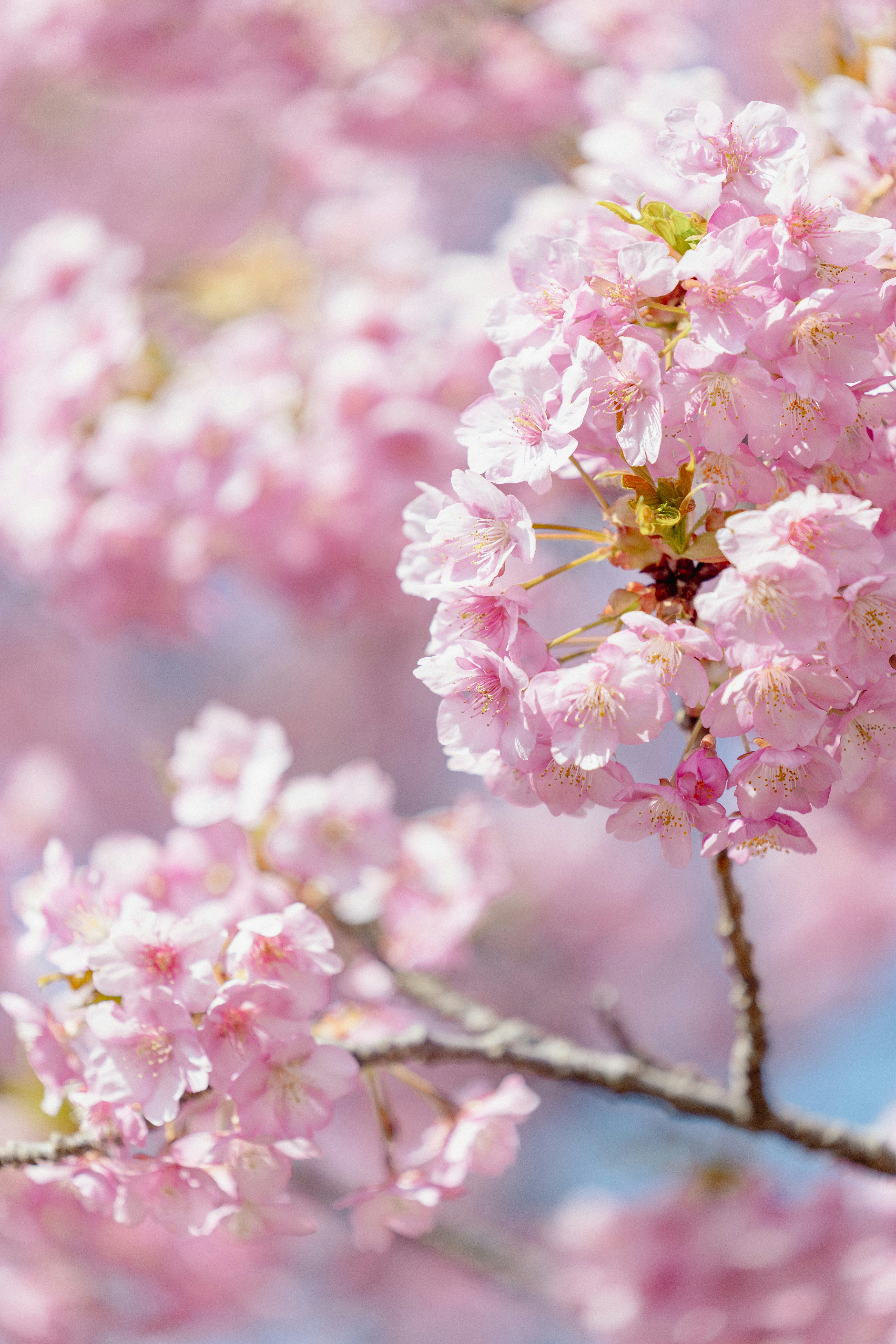 河津桜の淡いピンクの花が咲く枝のアップ