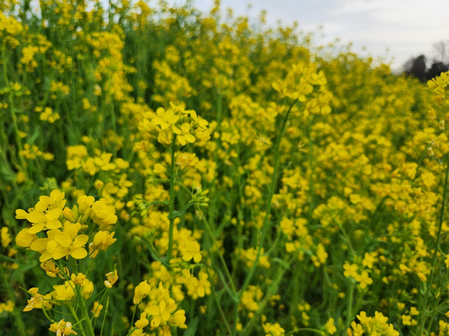 Close-up of a field of vibrant yellow flowers