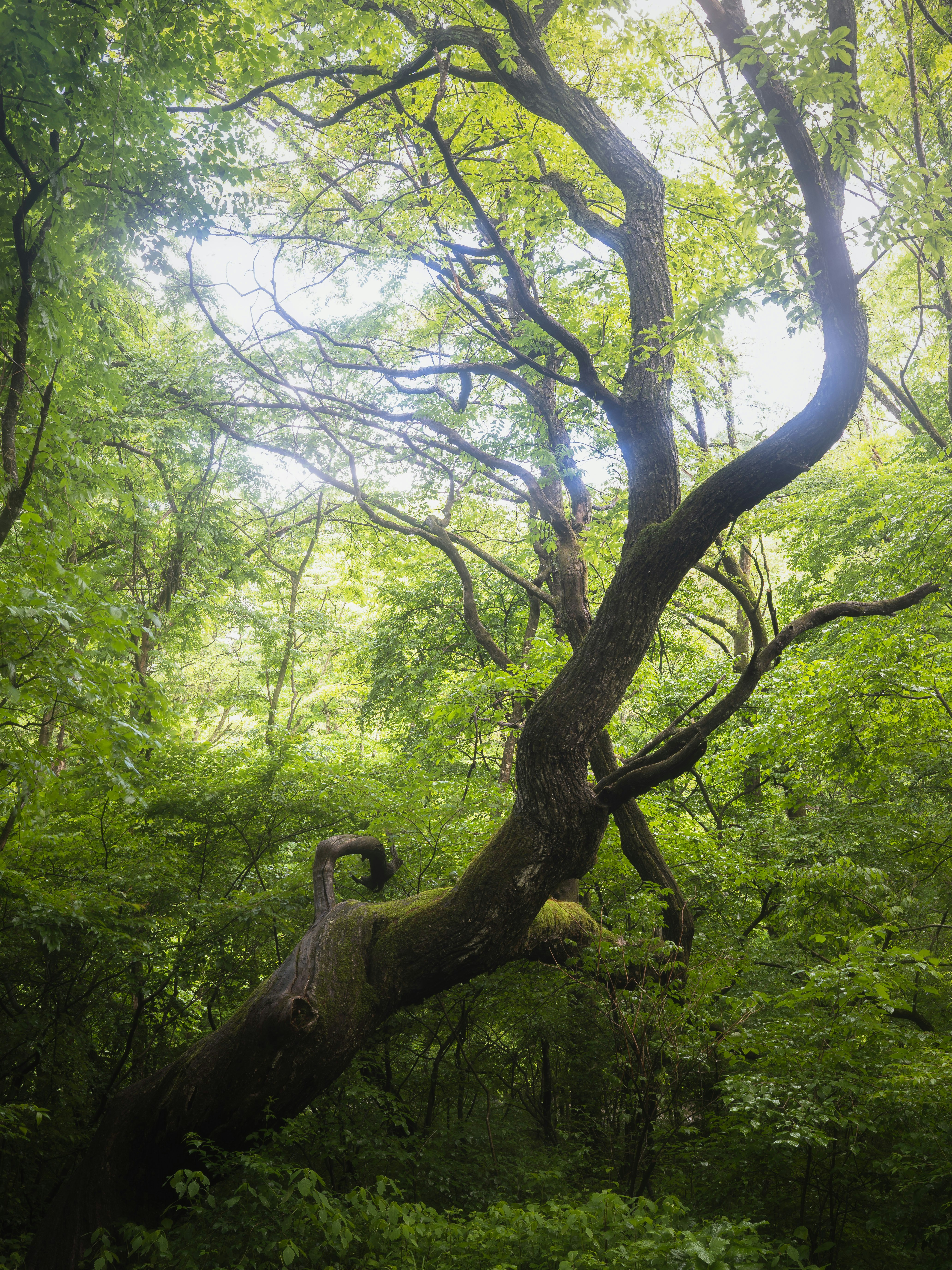 雨上がりの森で木々が生い茂る風景