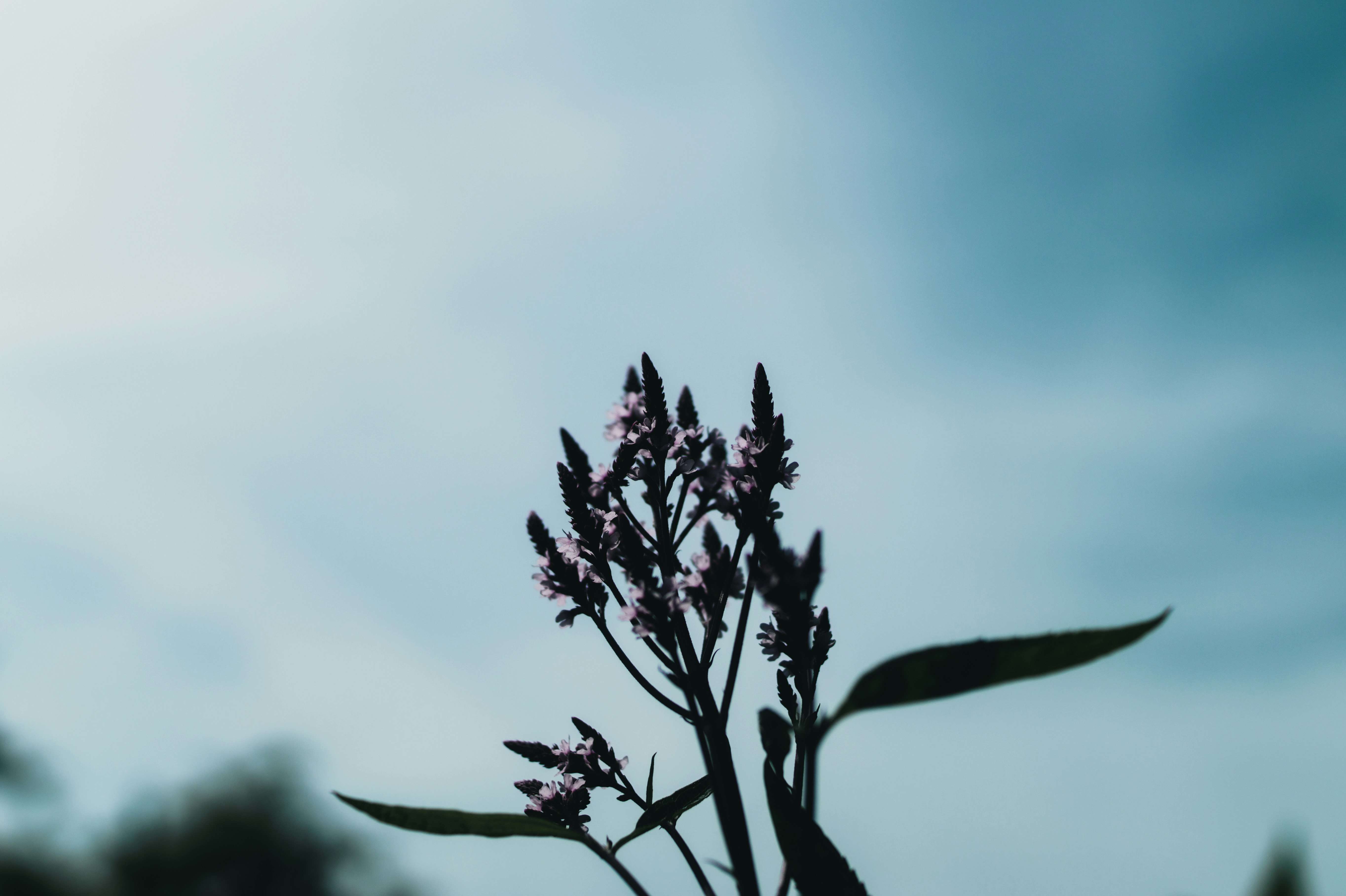 藍天背景下的花朵剪影