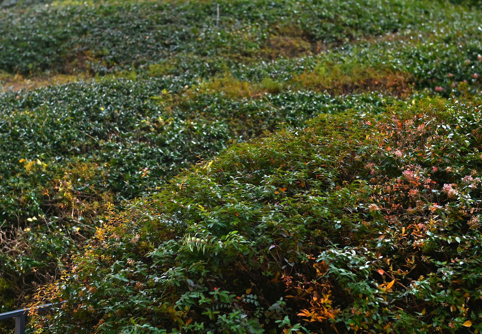 Paisaje vibrante con follaje verde y de otoño superpuesto