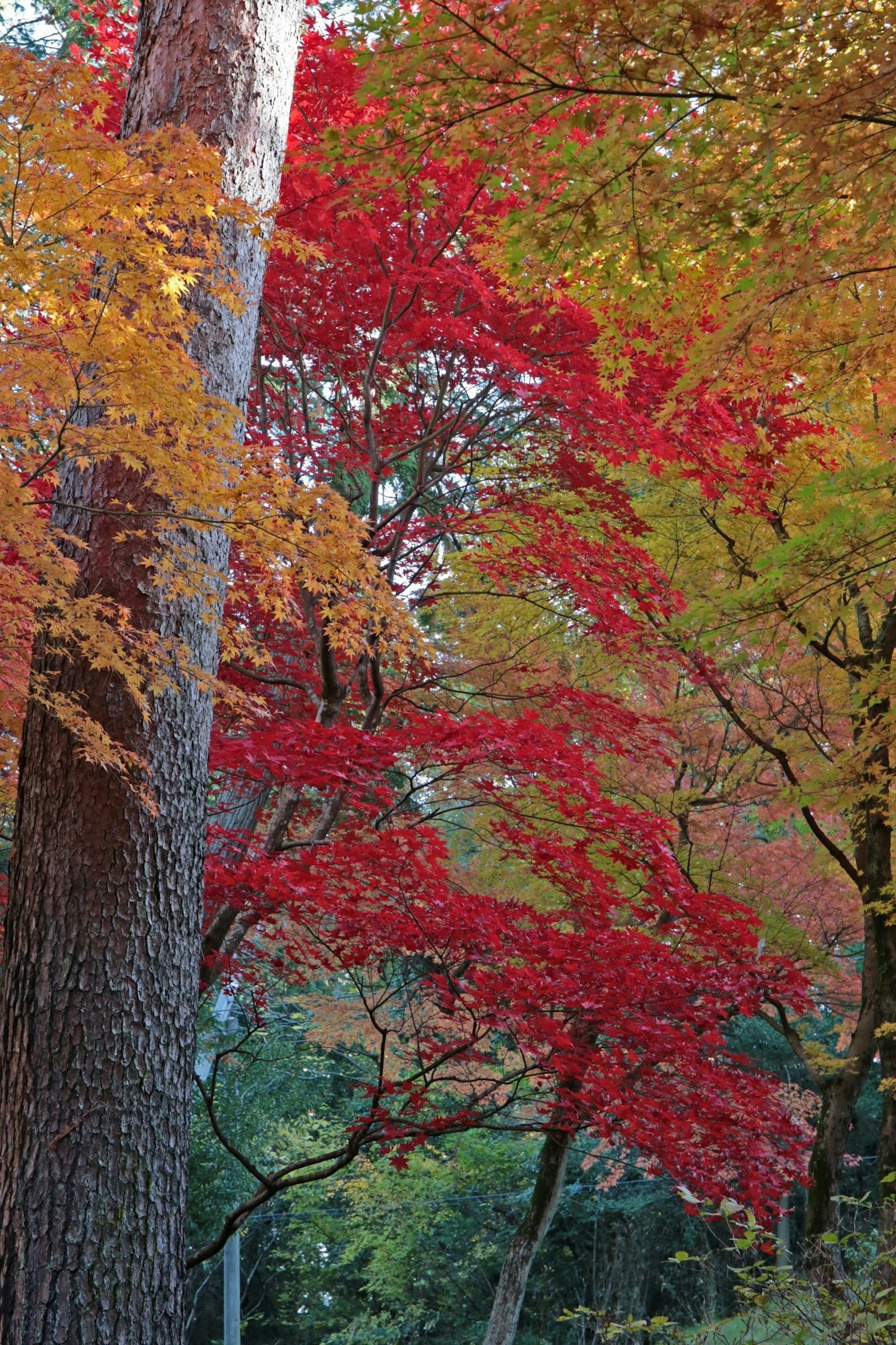Eine Waldszene mit lebhaftem Herbstlaub in Rot- und Orangetönen
