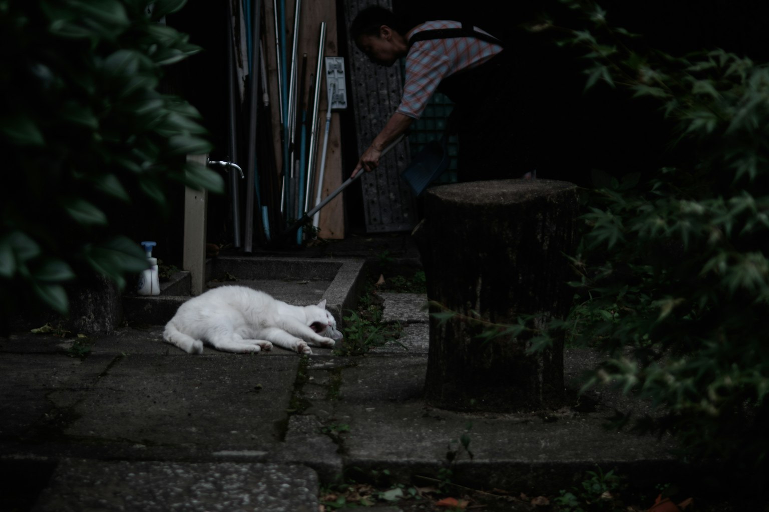 Un gatto bianco sdraiato su un sentiero con una persona che spazza sullo sfondo