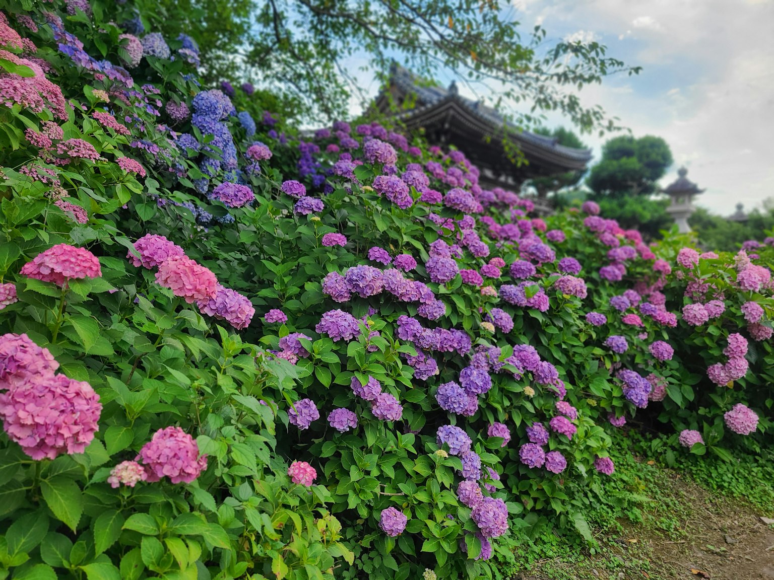 色彩繽紛的紫陽花在花園中盛開