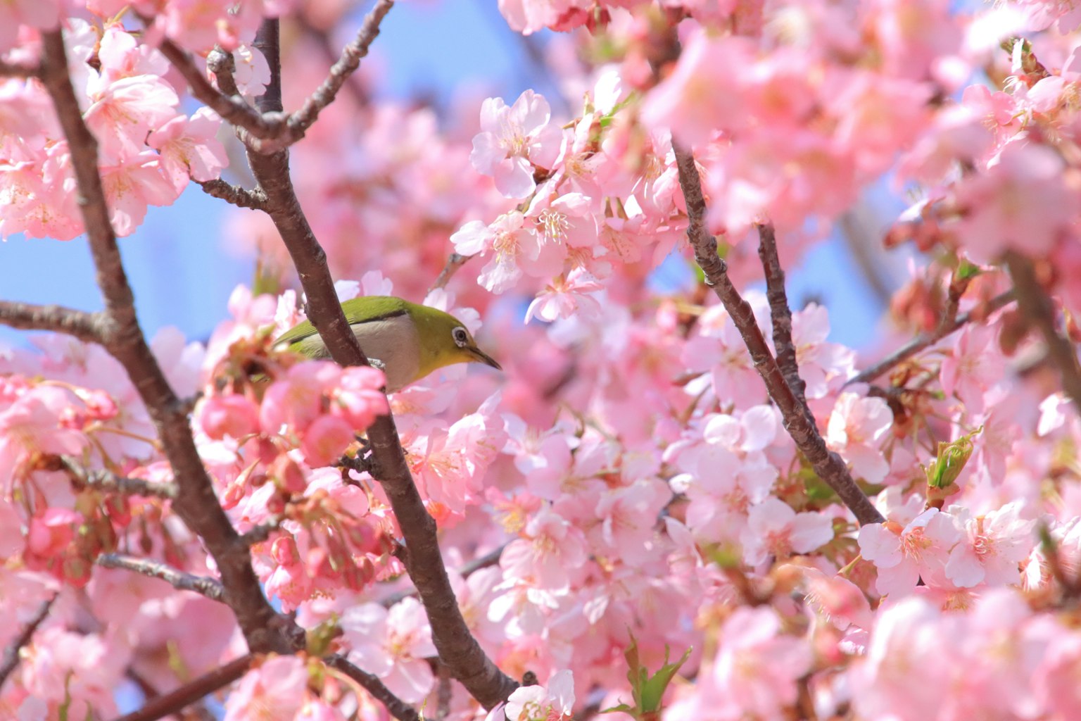 Un petit oiseau parmi des cerisiers en fleurs roses