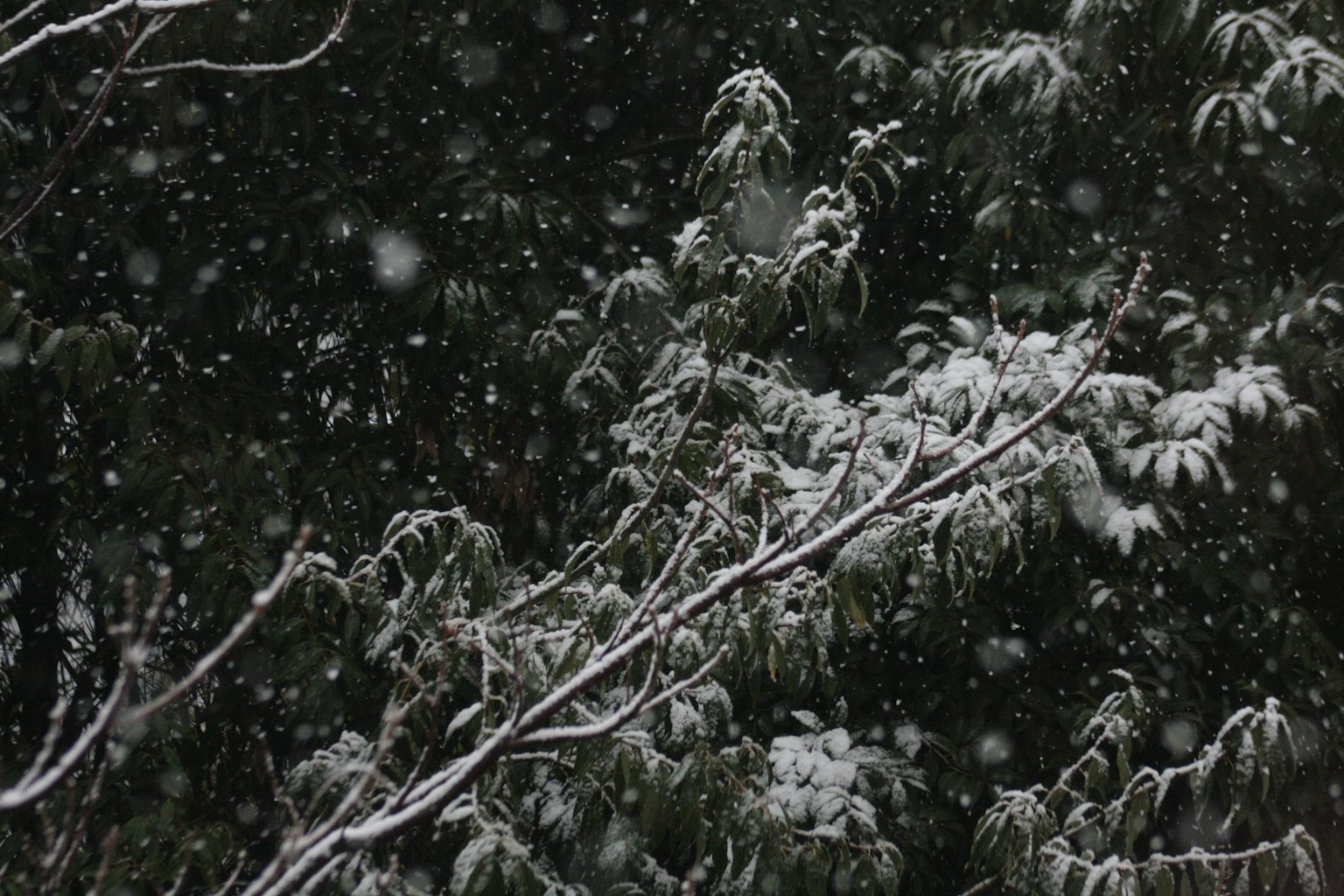 Neve che cade su rami e foglie di albero