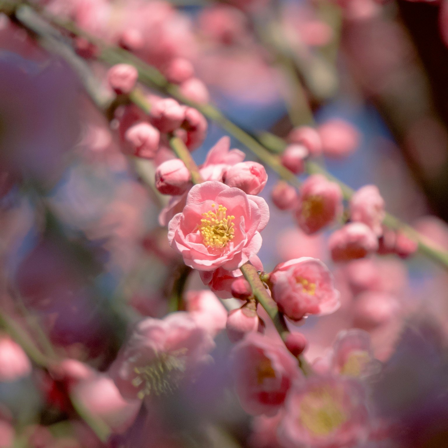 Primer plano de flores de ciruelo rosa en una rama