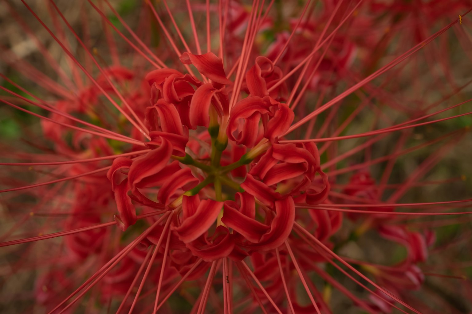 Close-up of vibrant red flower with long thin petals and intricate structure