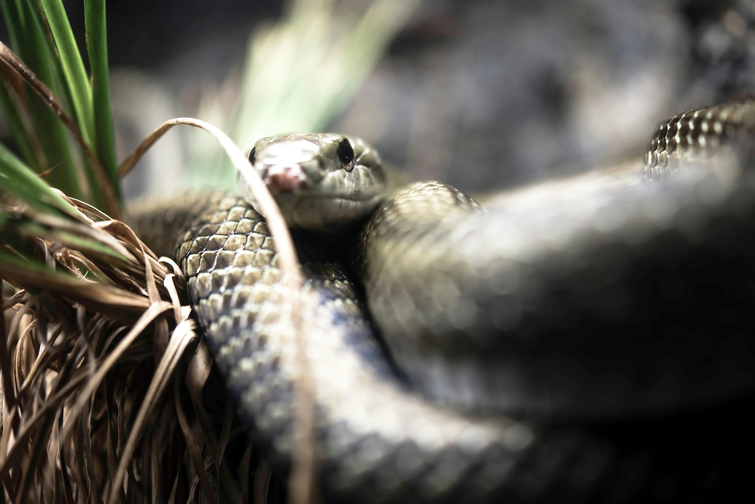 Gambar close-up ular yang beristirahat di antara rumput