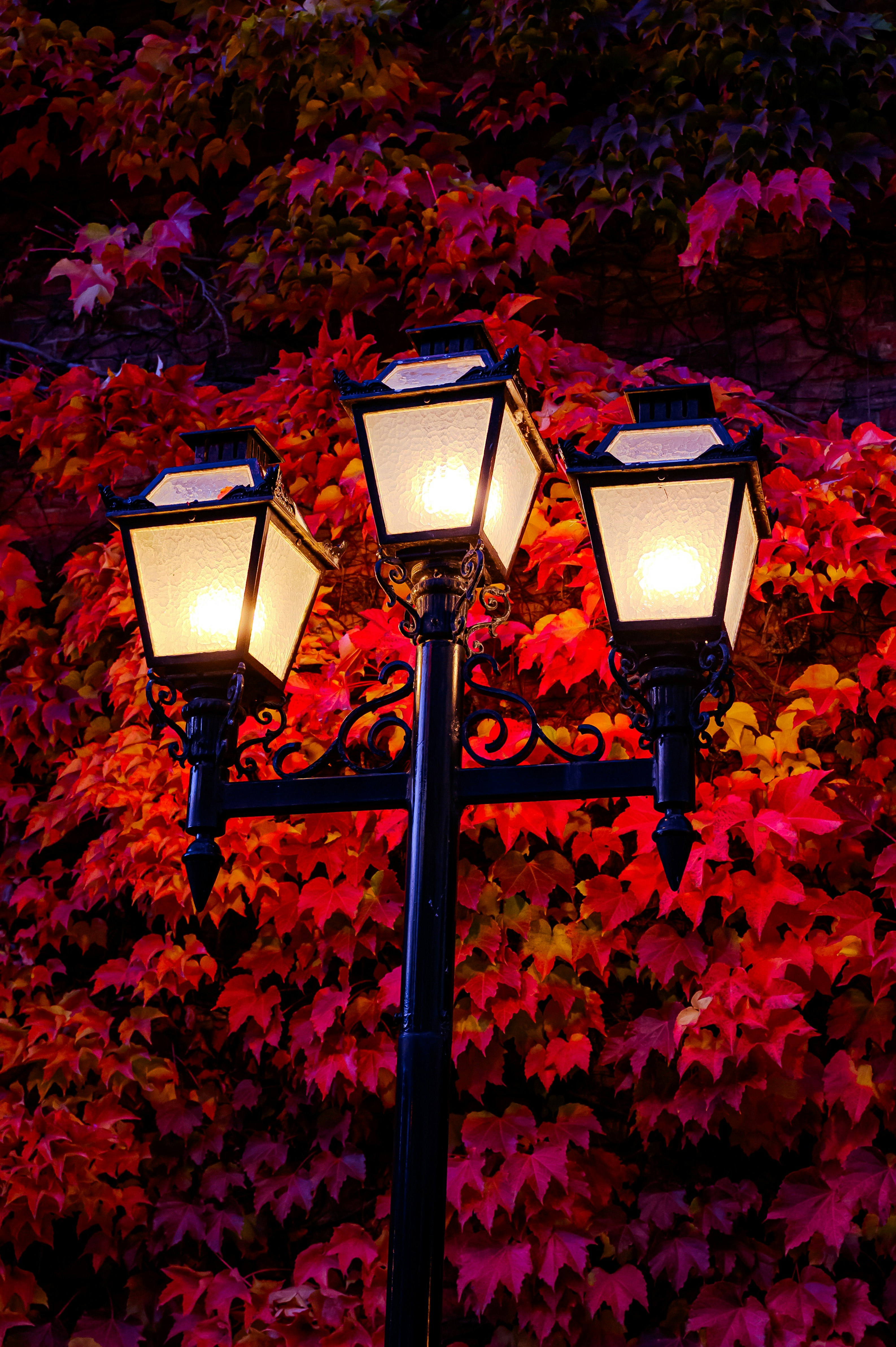 赤い紅葉の中に並ぶ街灯の灯り
