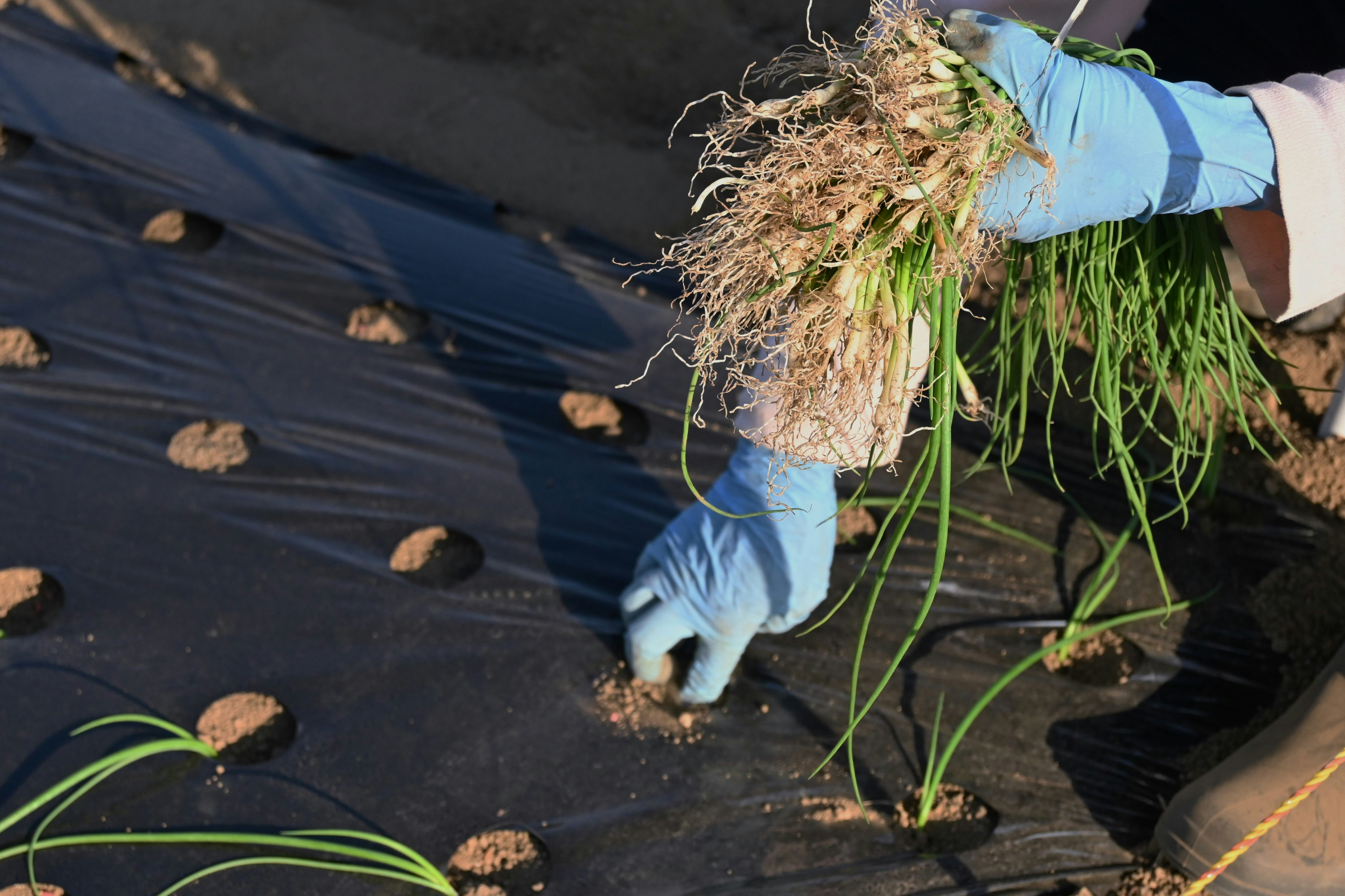 mains qui s’occupent de jeunes plants dans une terre préparée au champ
