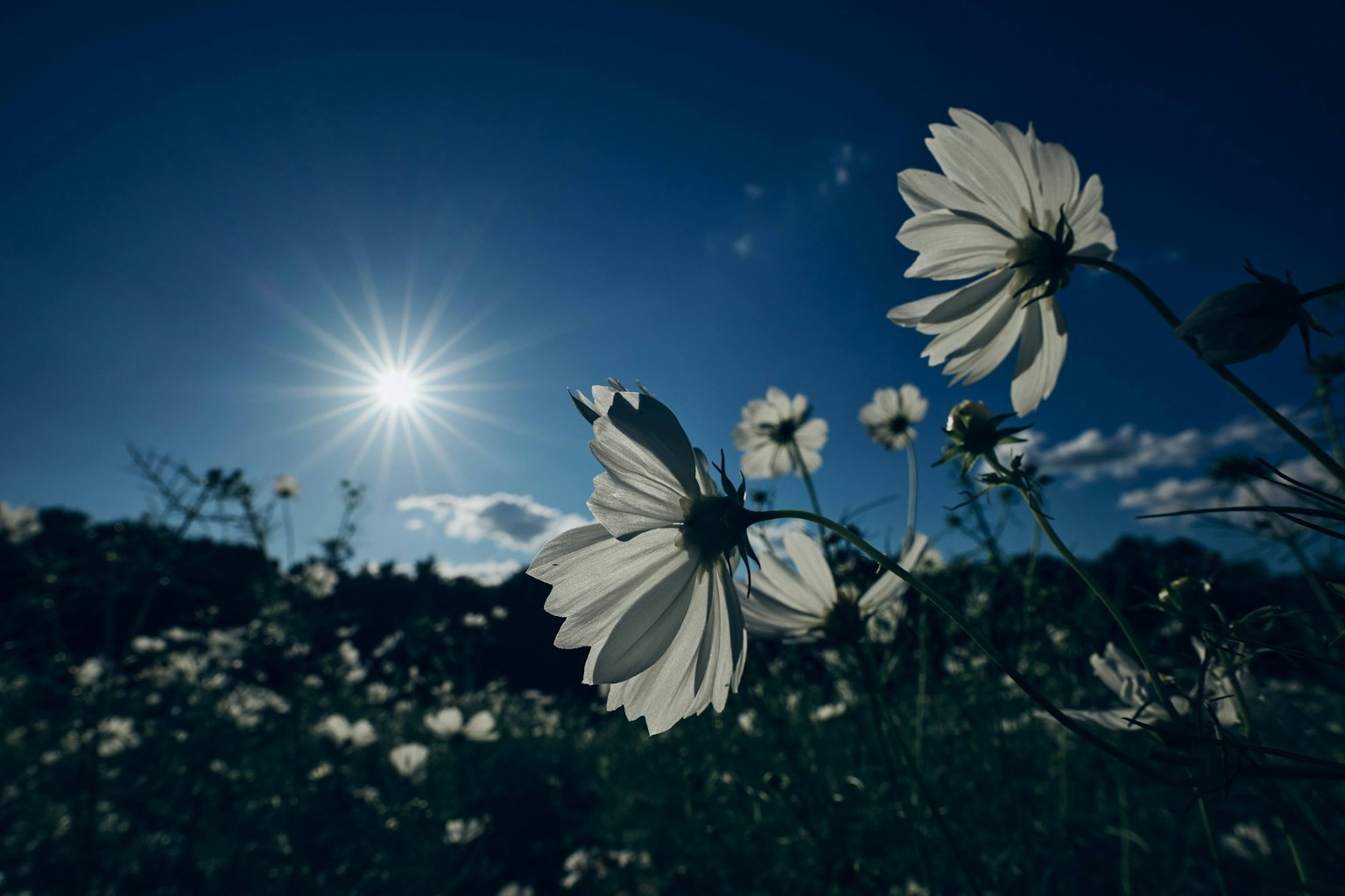 Flores blancas floreciendo bajo un cielo azul con luz solar
