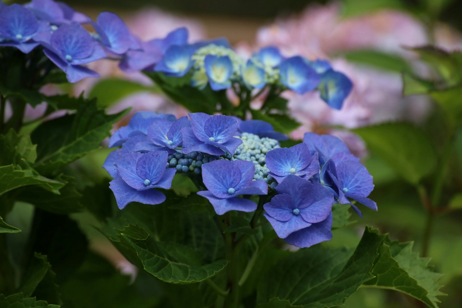 Close-up bunga hidrangea biru dengan daun hijau