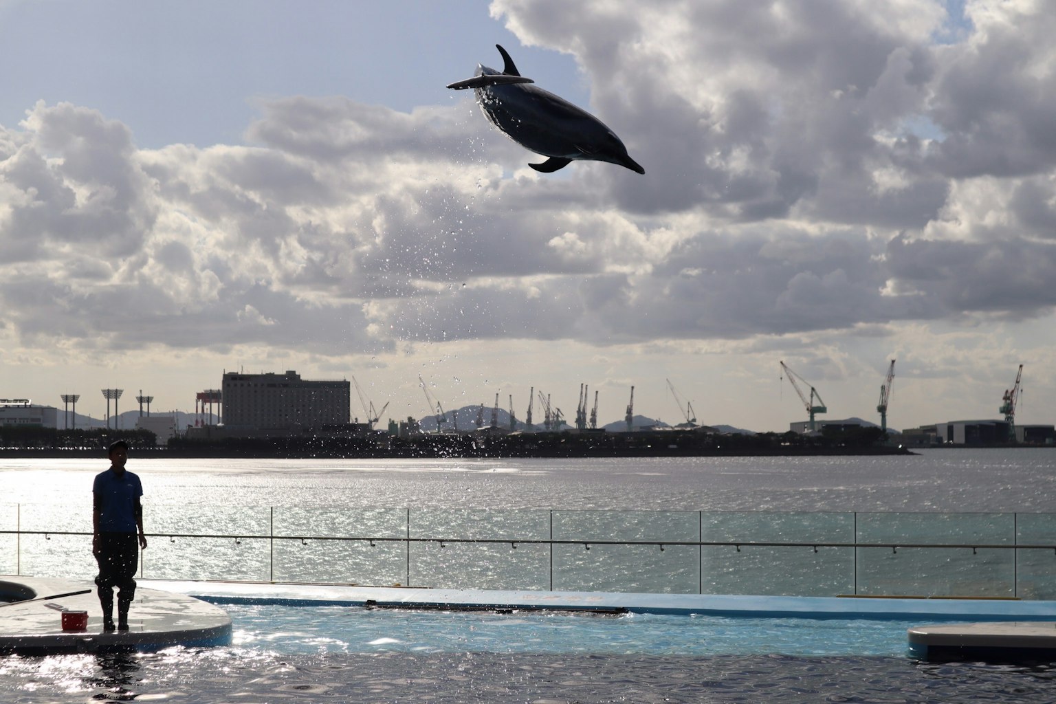 Delfin springt aus dem Wasser mit einem Zuschauer in Silhouette