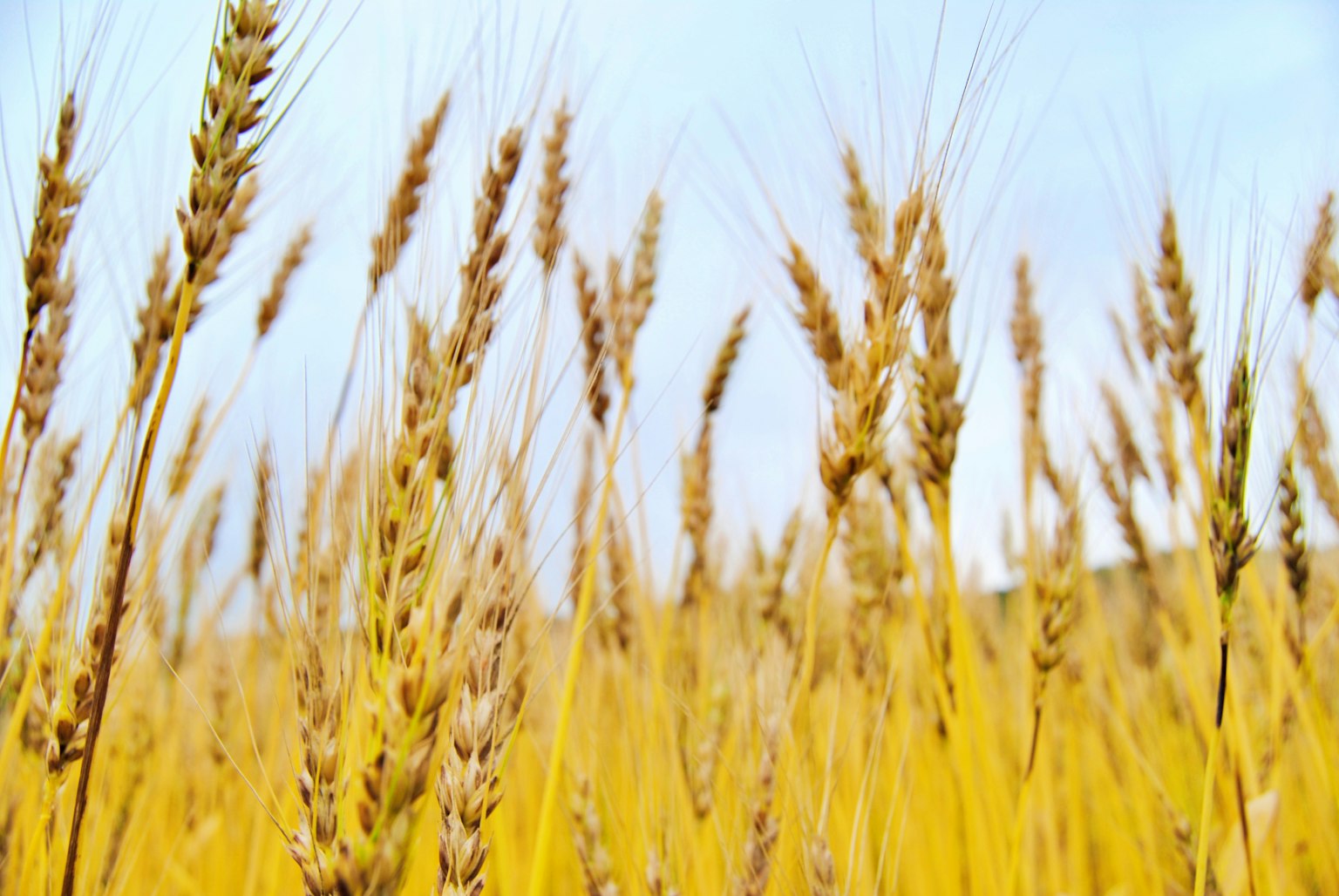 Golden wheat field swaying under a blue sky