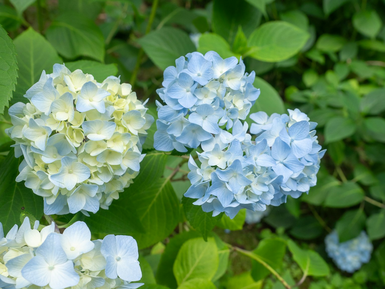 浅蓝色和奶油色的绣球花簇，周围环绕着绿色叶子