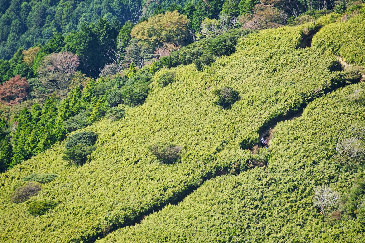 郁郁葱葱的山坡风景与蜿蜒小径