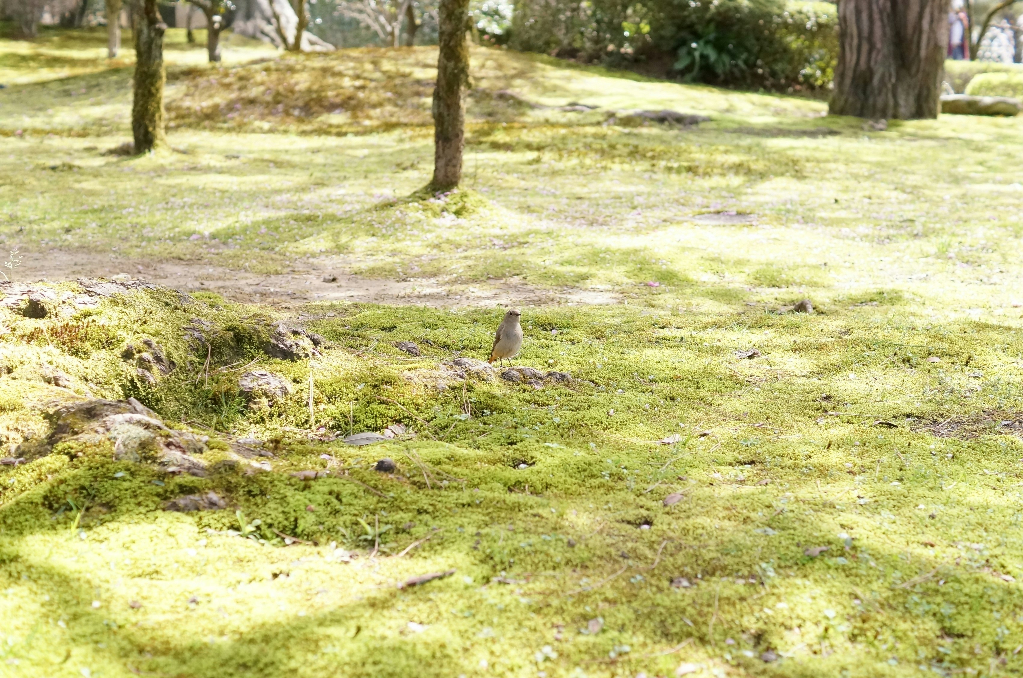 mossy ground and trees in a quiet park scene