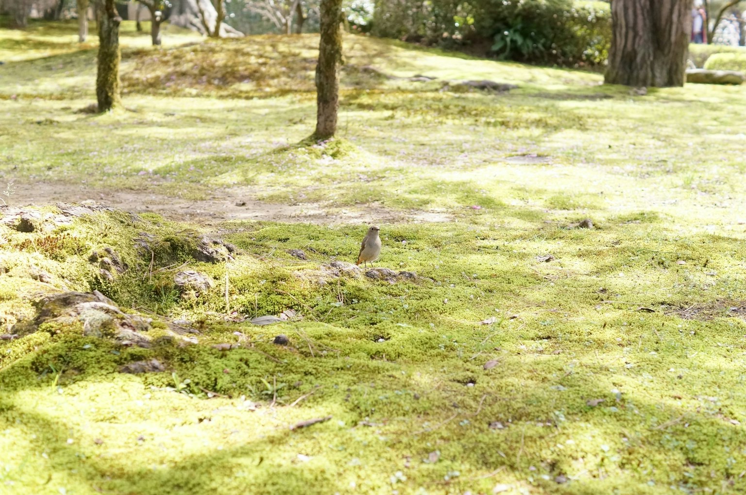 Una scena di giardino serena coperta di muschio verde con alberi sparsi