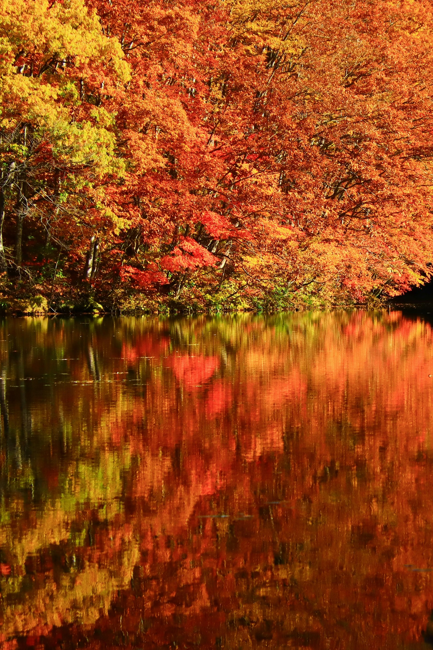 Feuillage d’automne et reflets sur une surface d’eau calme