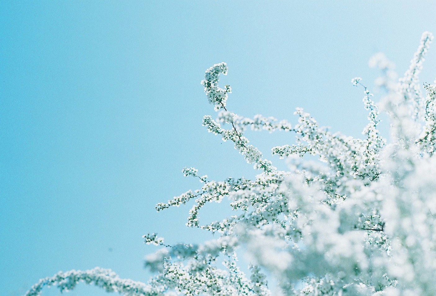 branches fleuries blanches vers un ciel bleu