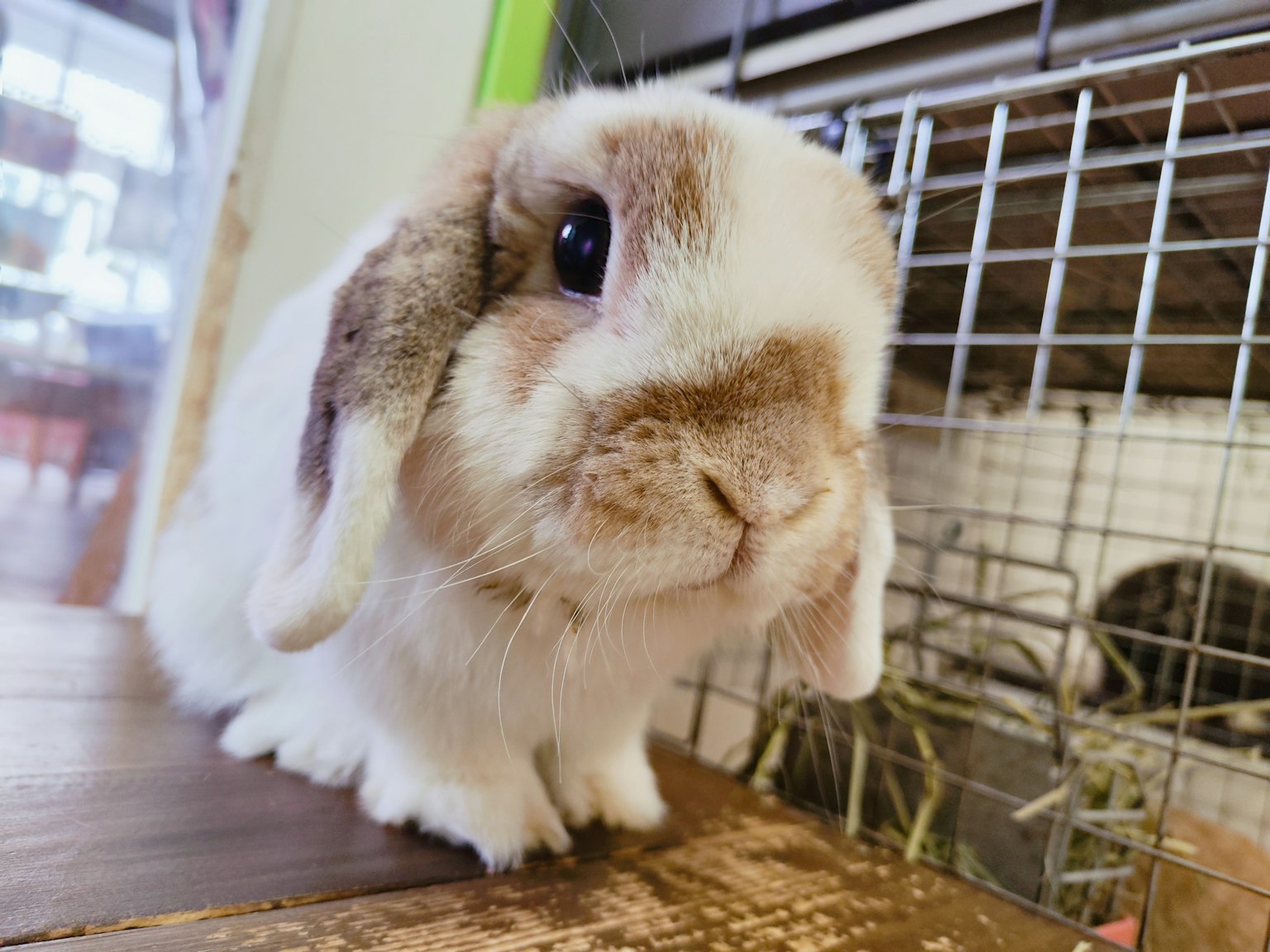A cute lop-eared rabbit sitting on a wooden floor