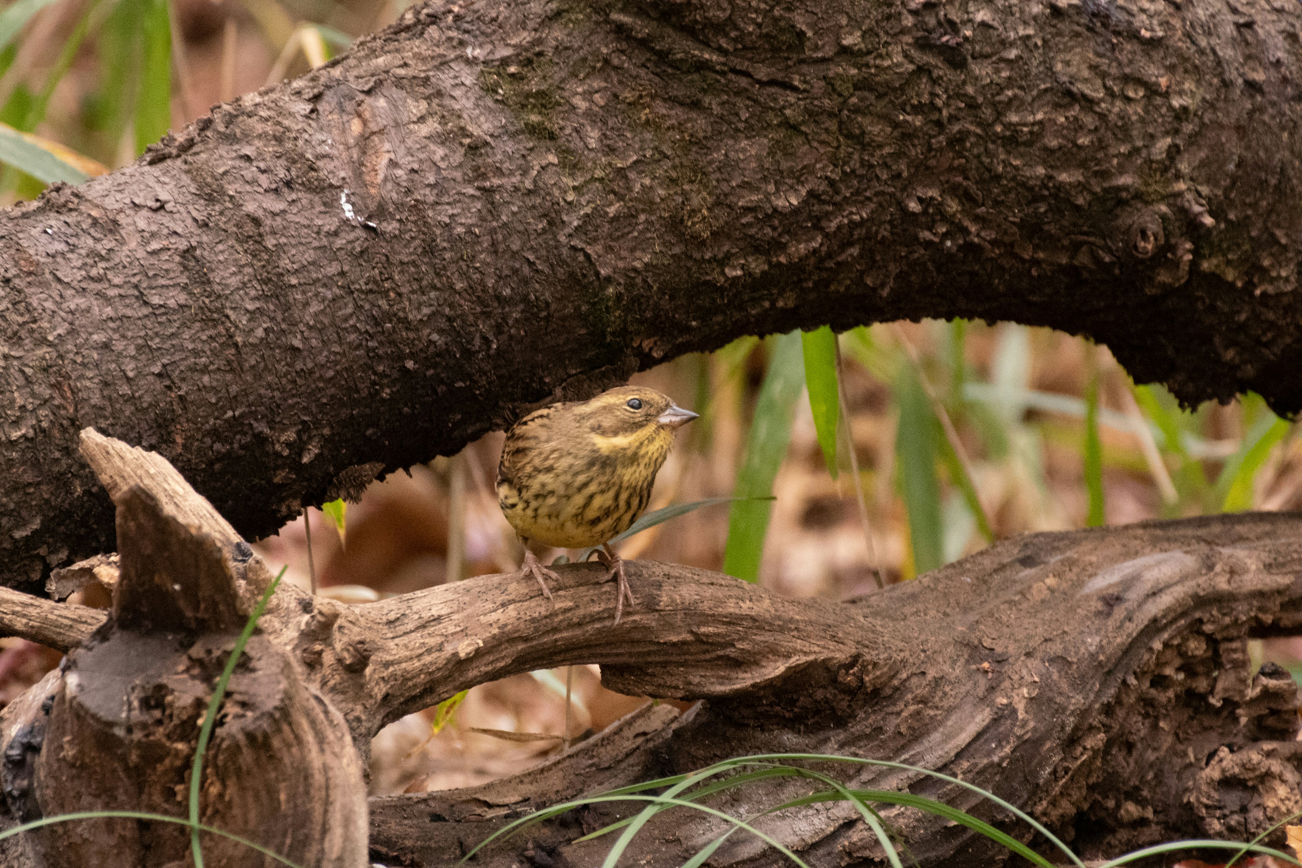 Burung kecil bertengger di dekat cabang pohon di lingkungan alami