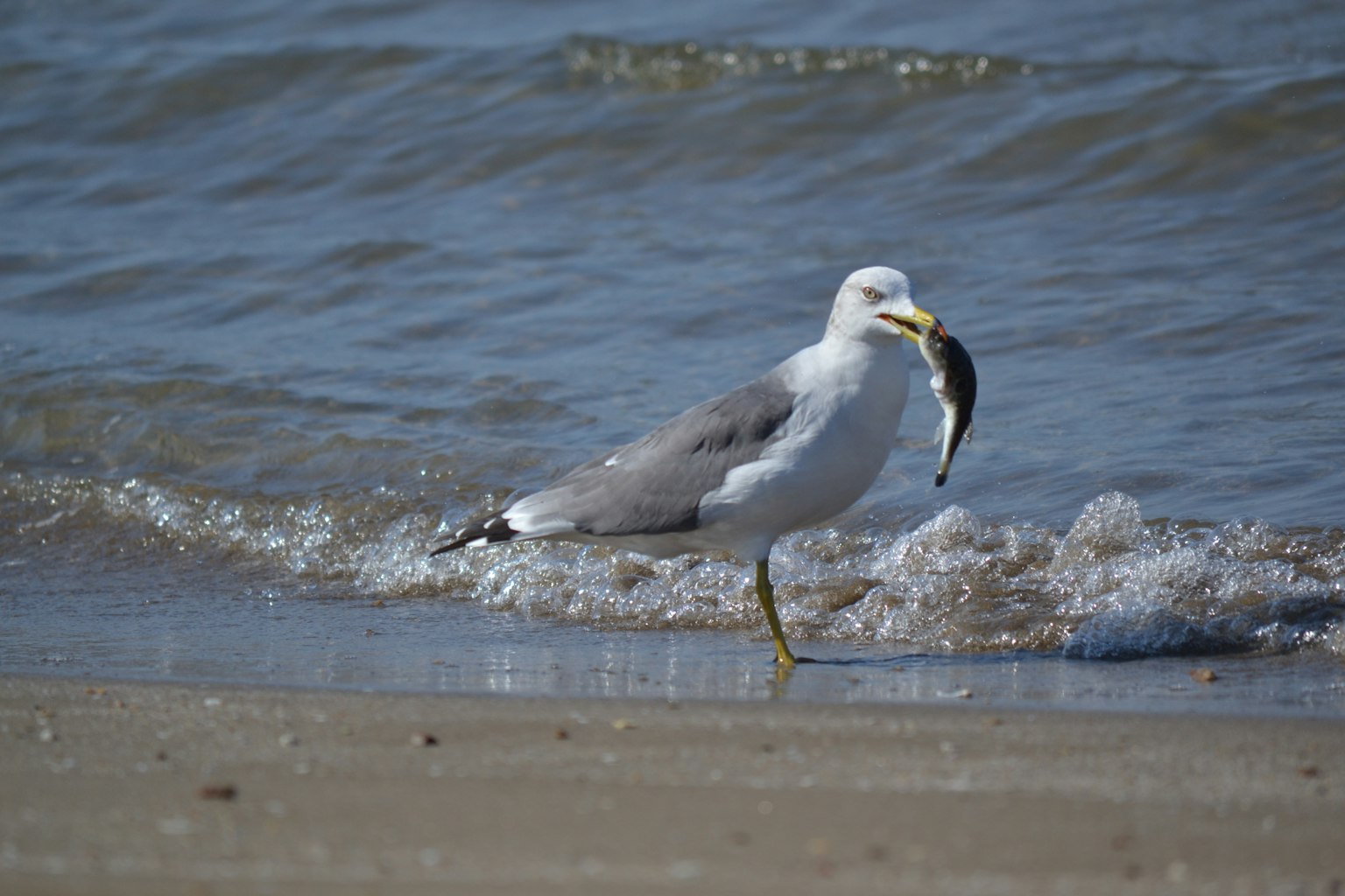 Seagull holding a fish at the beach