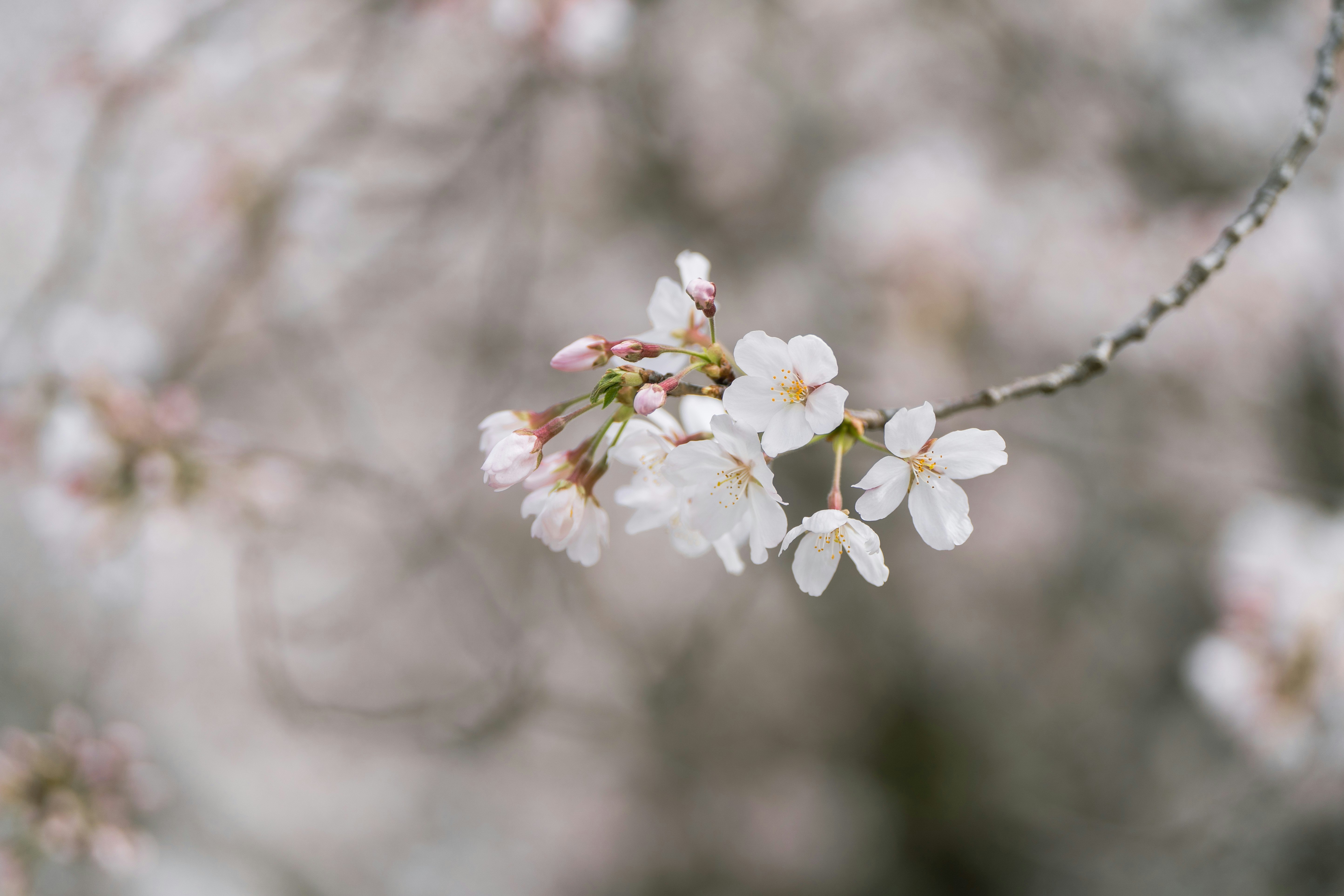 桜の花が咲く枝のクローズアップ
