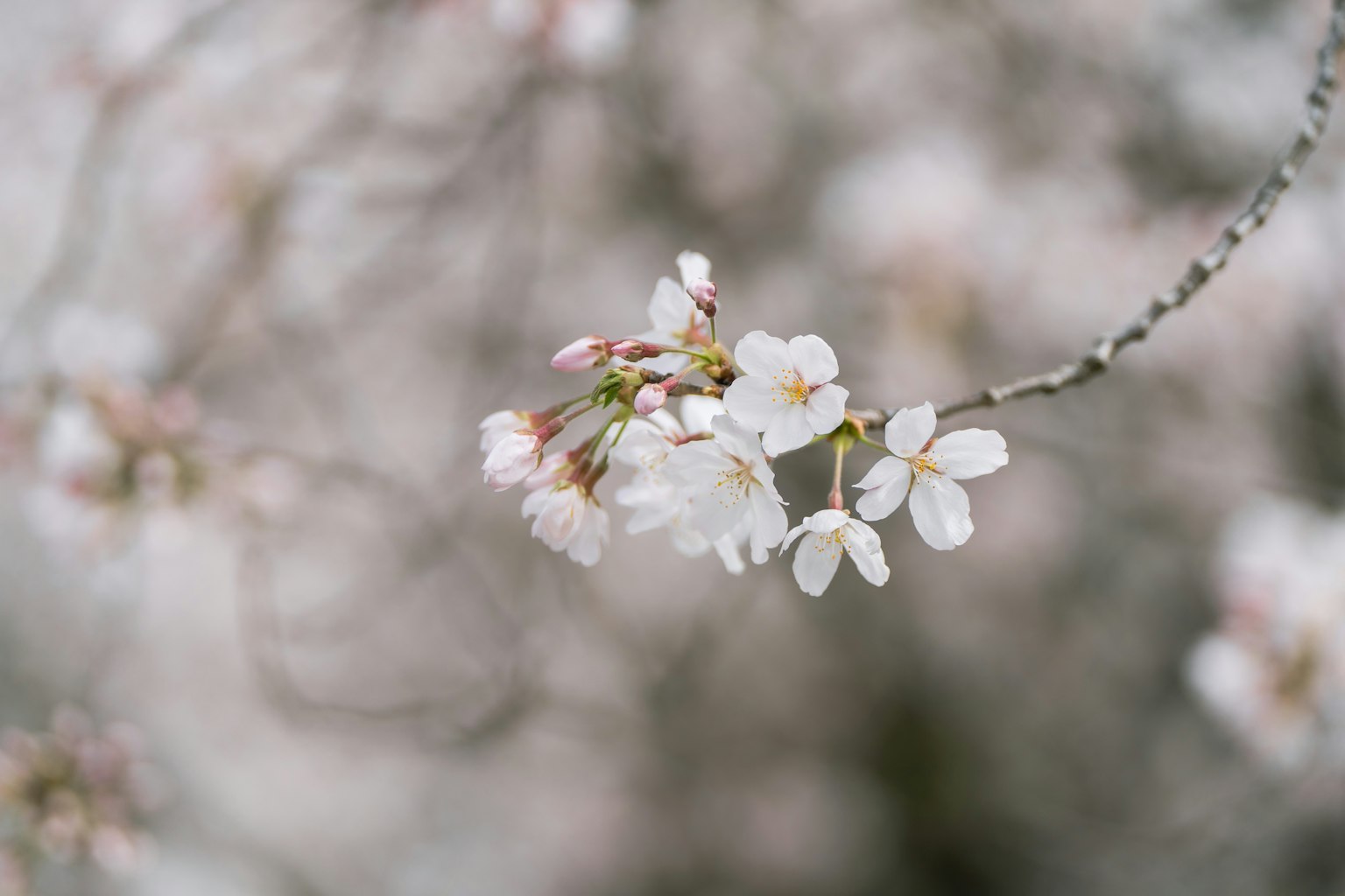 Close-up of cherry blossoms on a branch