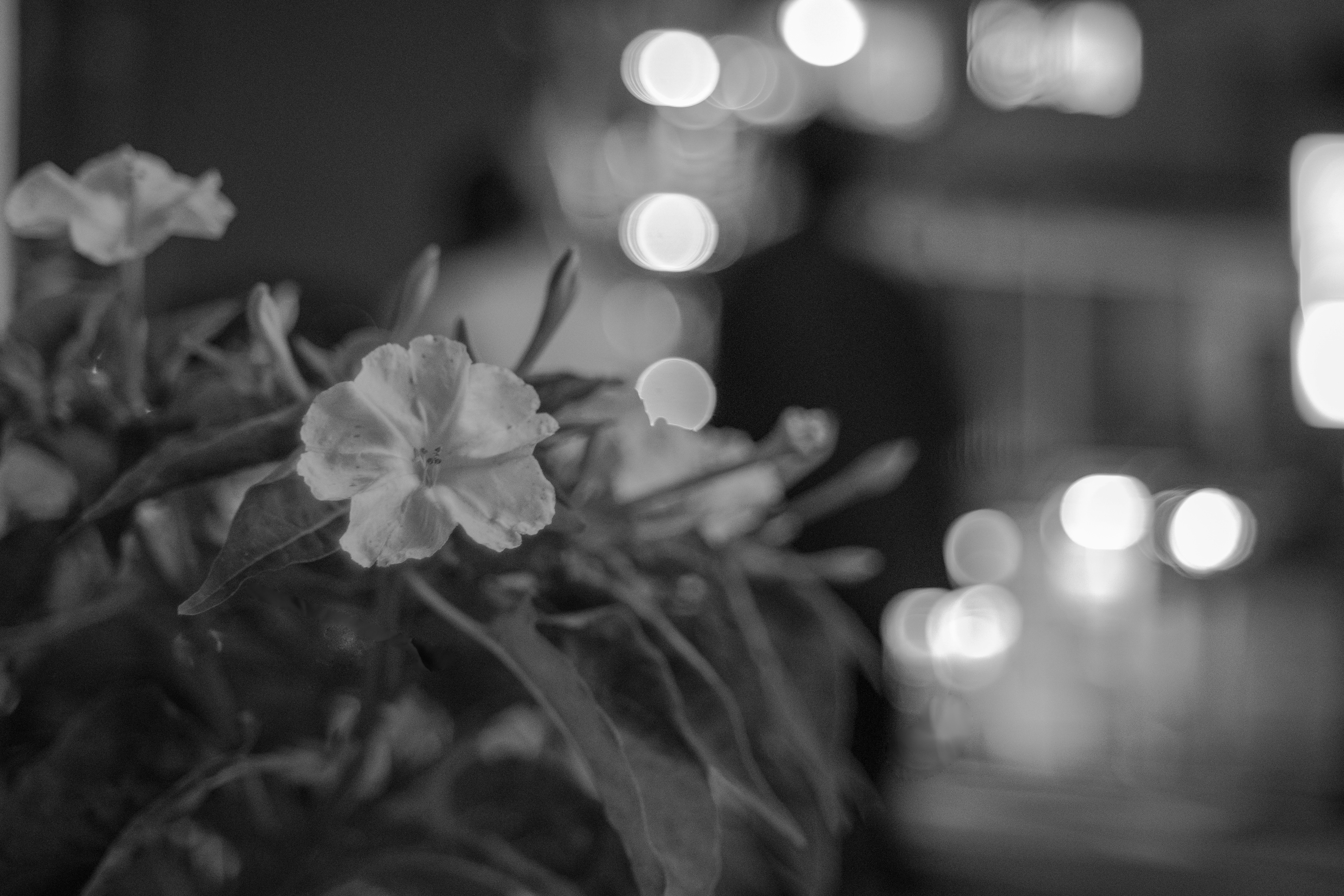 夏夜紫茉莉花與散景背景
