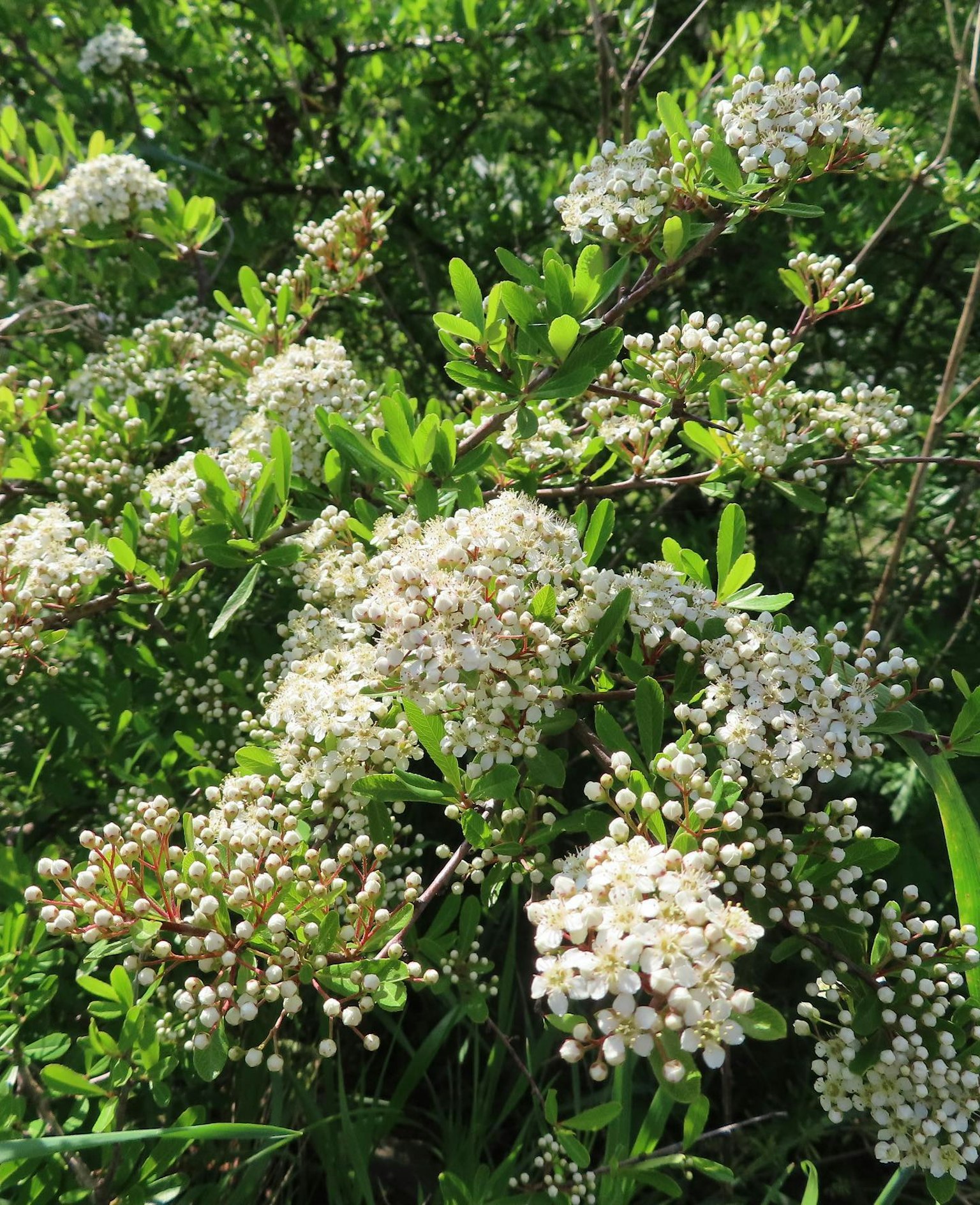 Nahaufnahme einer grünen Pflanze mit weißen Blumen