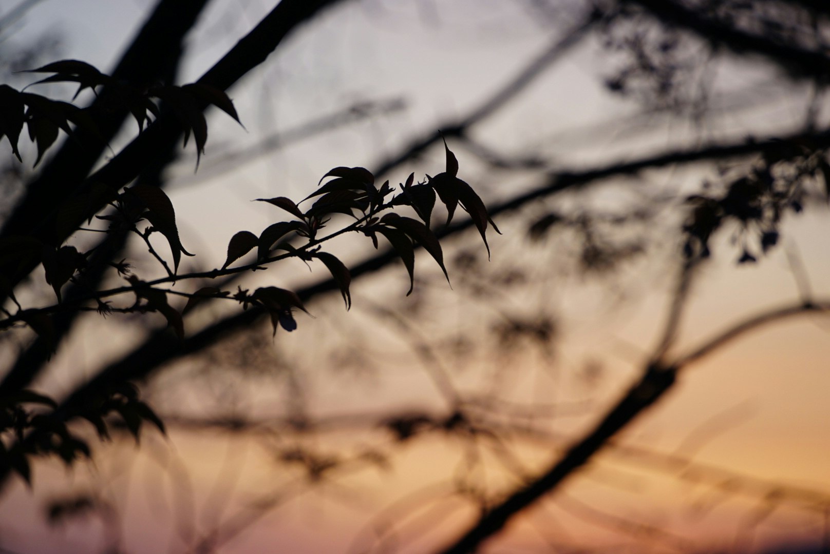 枝に揺れる葉と夕暮れの草原の風景