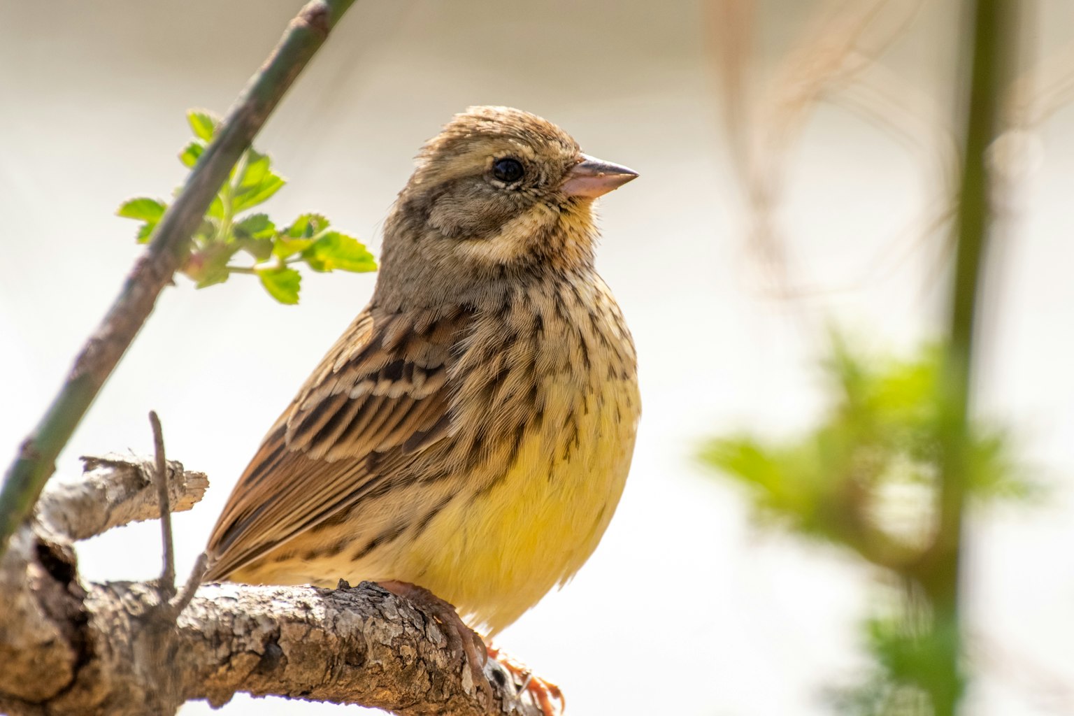 A small bird perched on a branch with a yellow belly and brown streaks