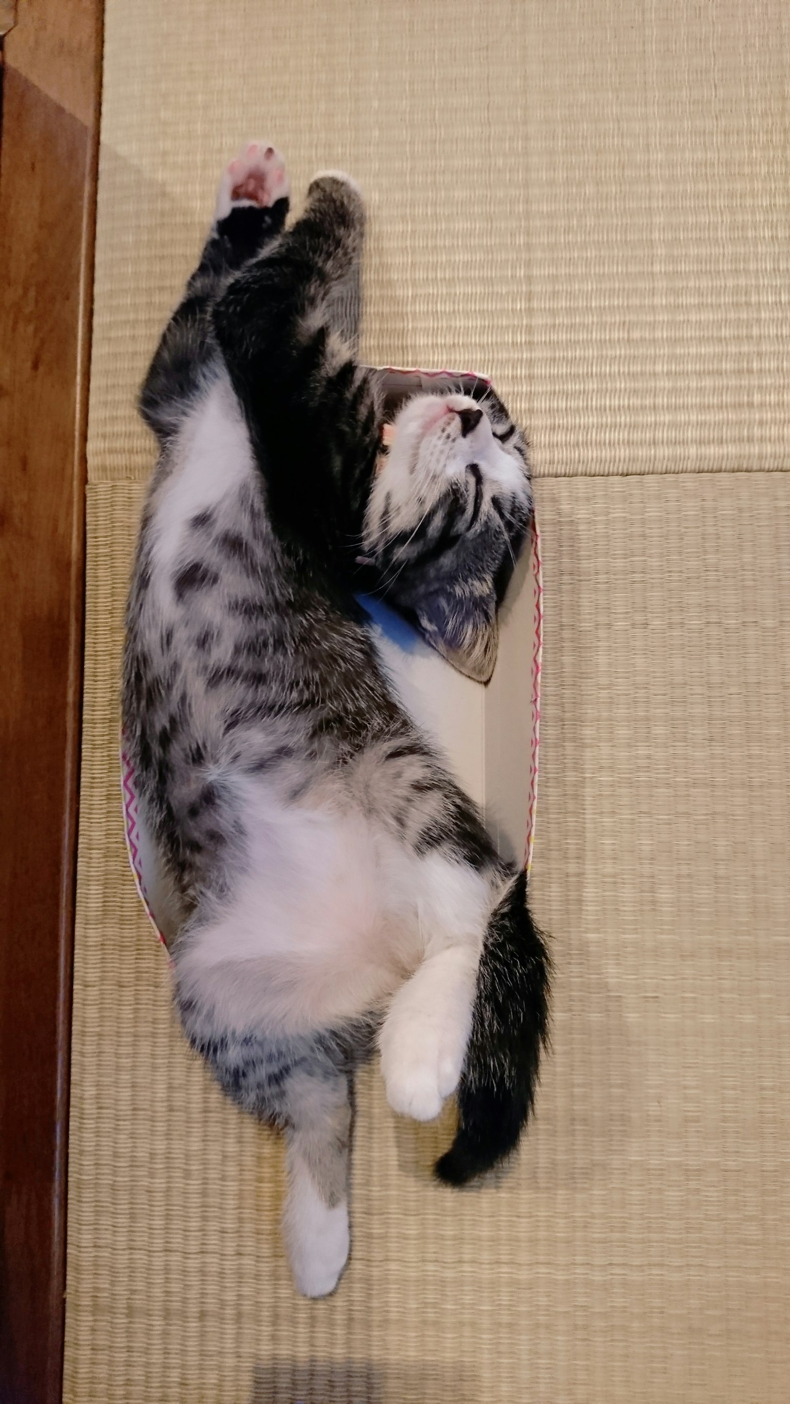 Một con mèo xám nằm ngửa trên chiếu tatami