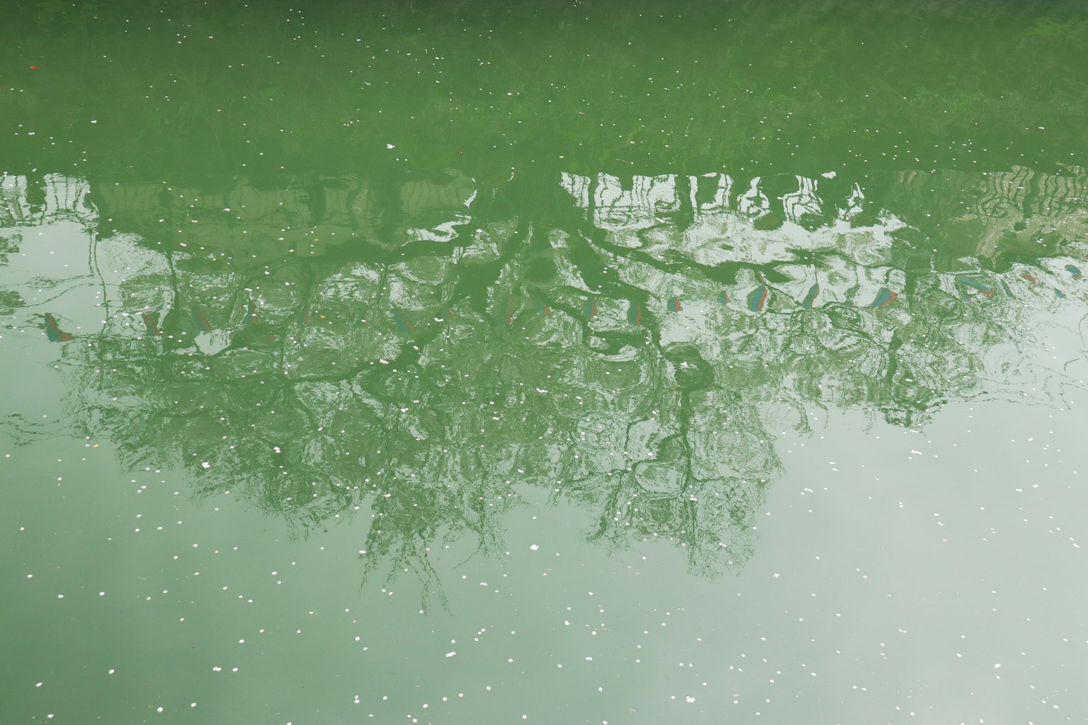 Reflexion von Bäumen auf einer grünen Wasseroberfläche