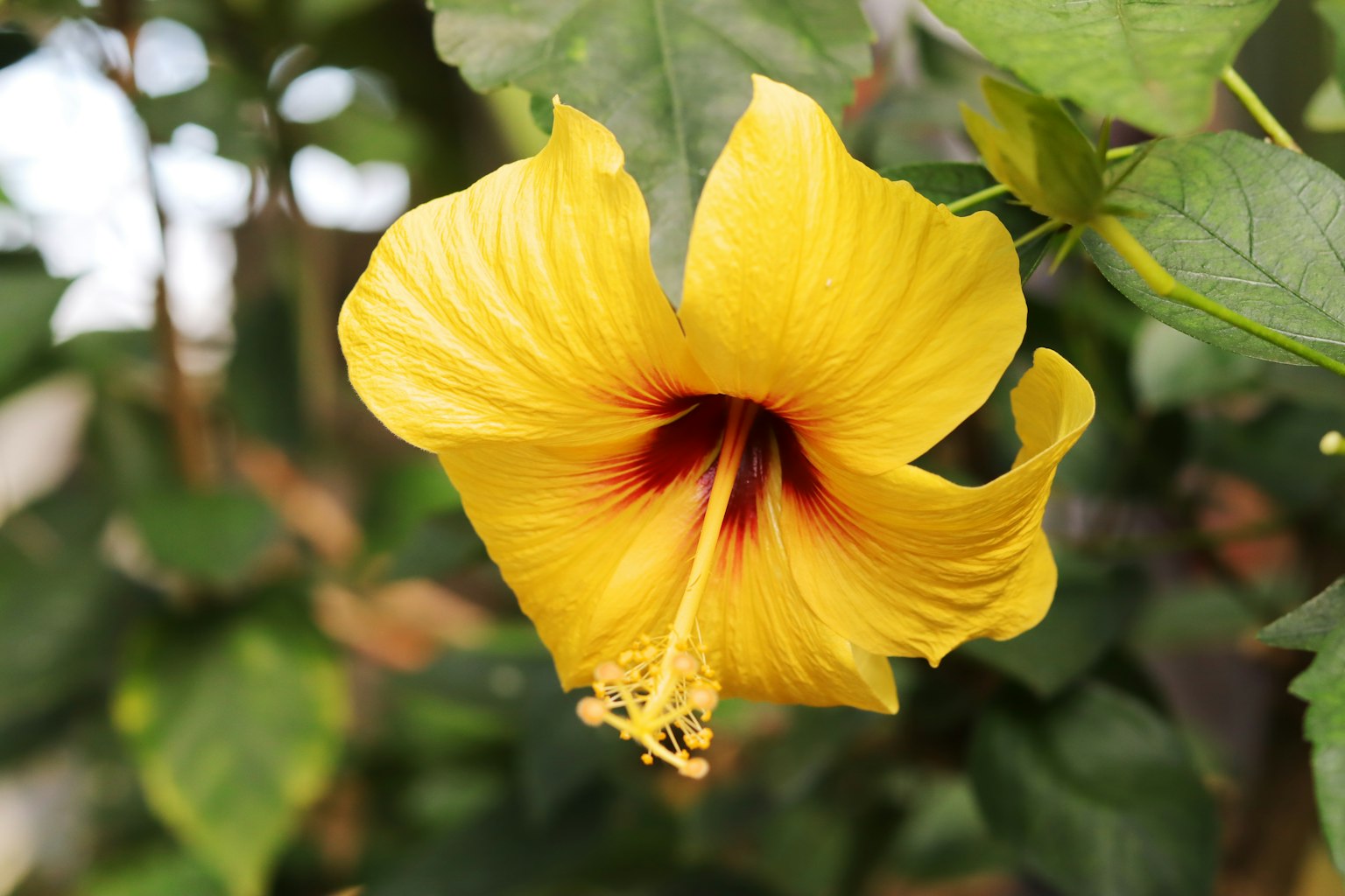 Fleur d'hibiscus jaune vif fleurissant parmi des feuilles vertes