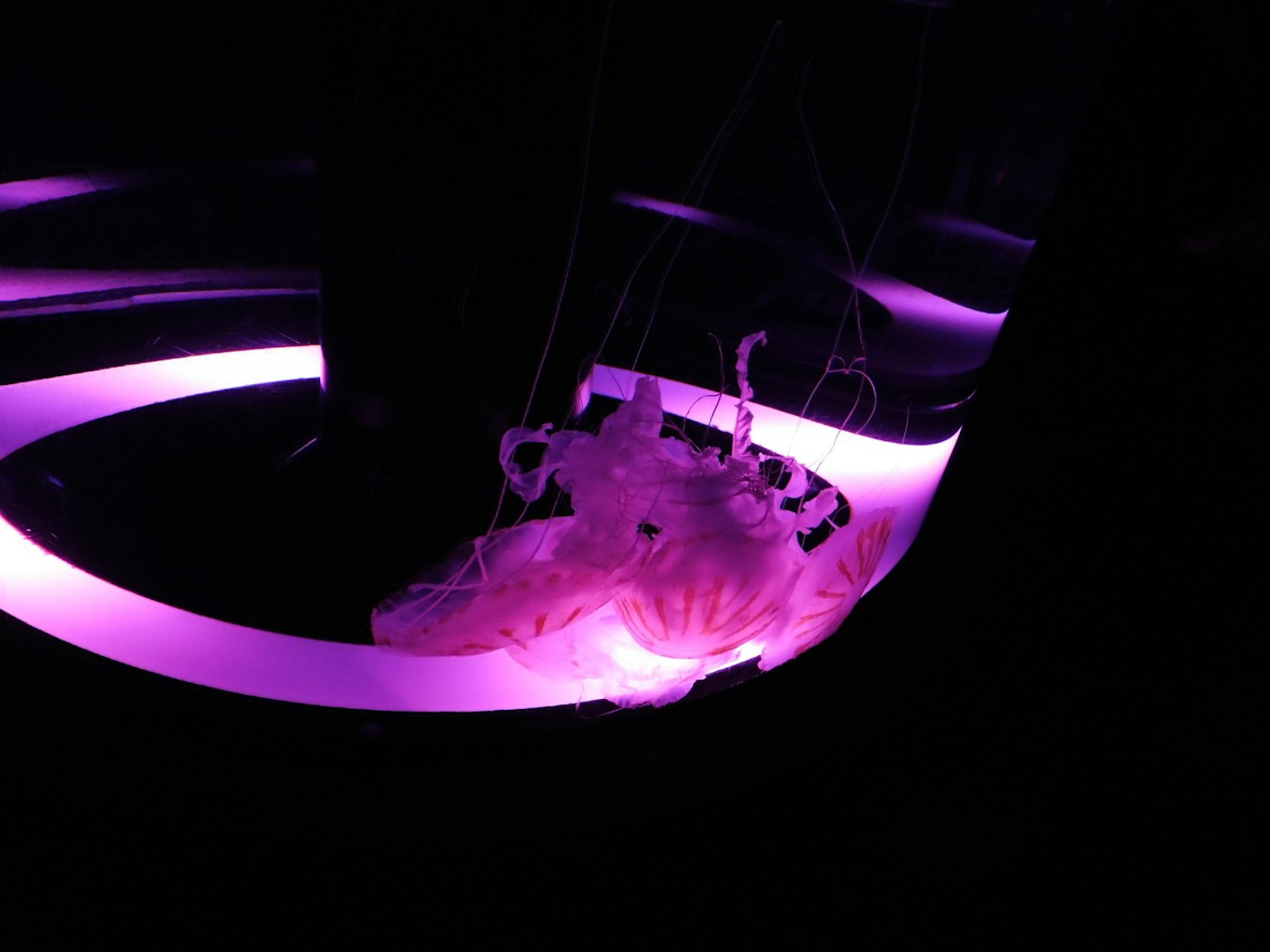 Une méduse illuminée par une lumière violette dans un aquarium sombre